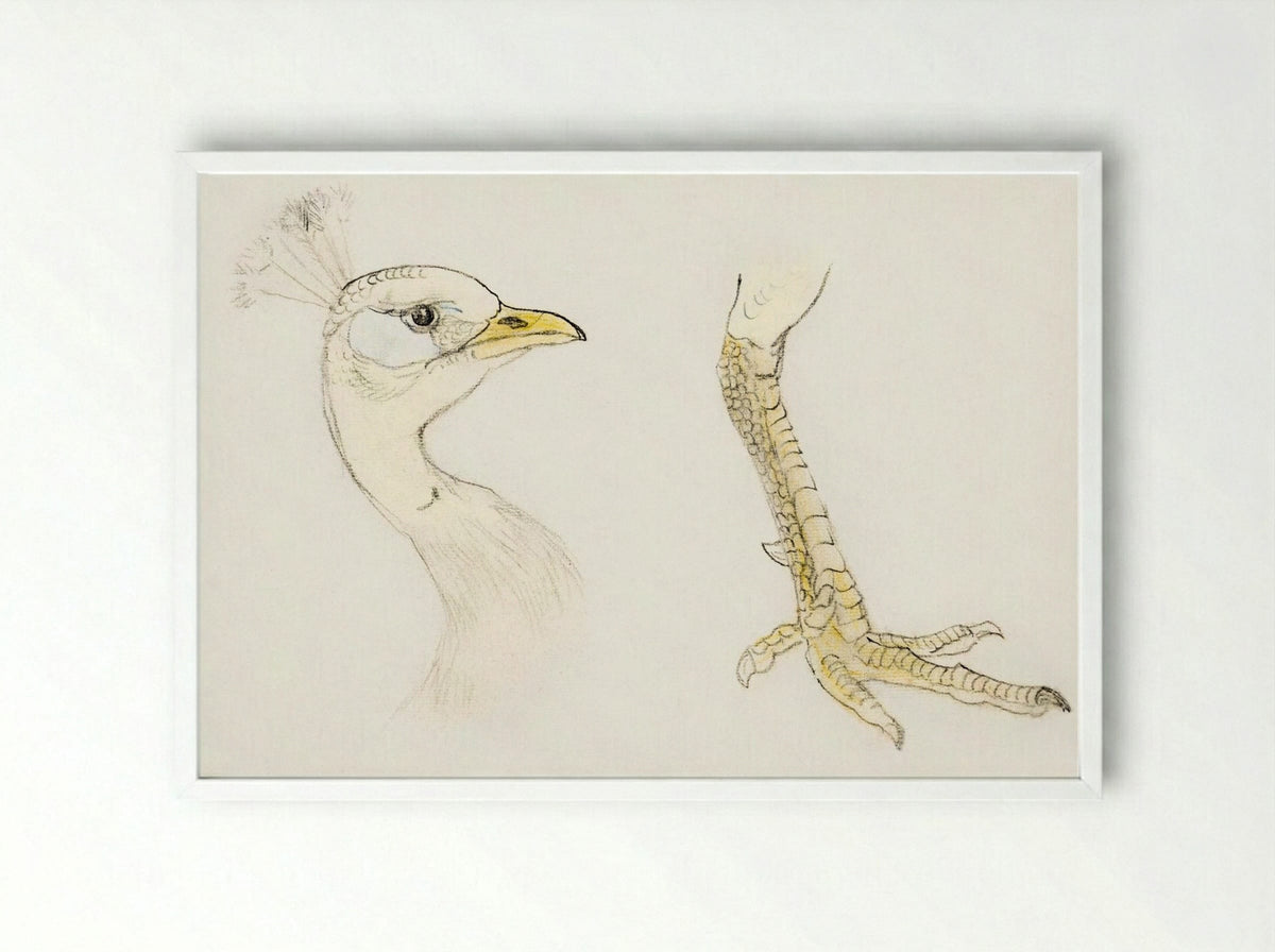 Head and Foot of a Peacock - Theo van Hoytema - Framed Print White