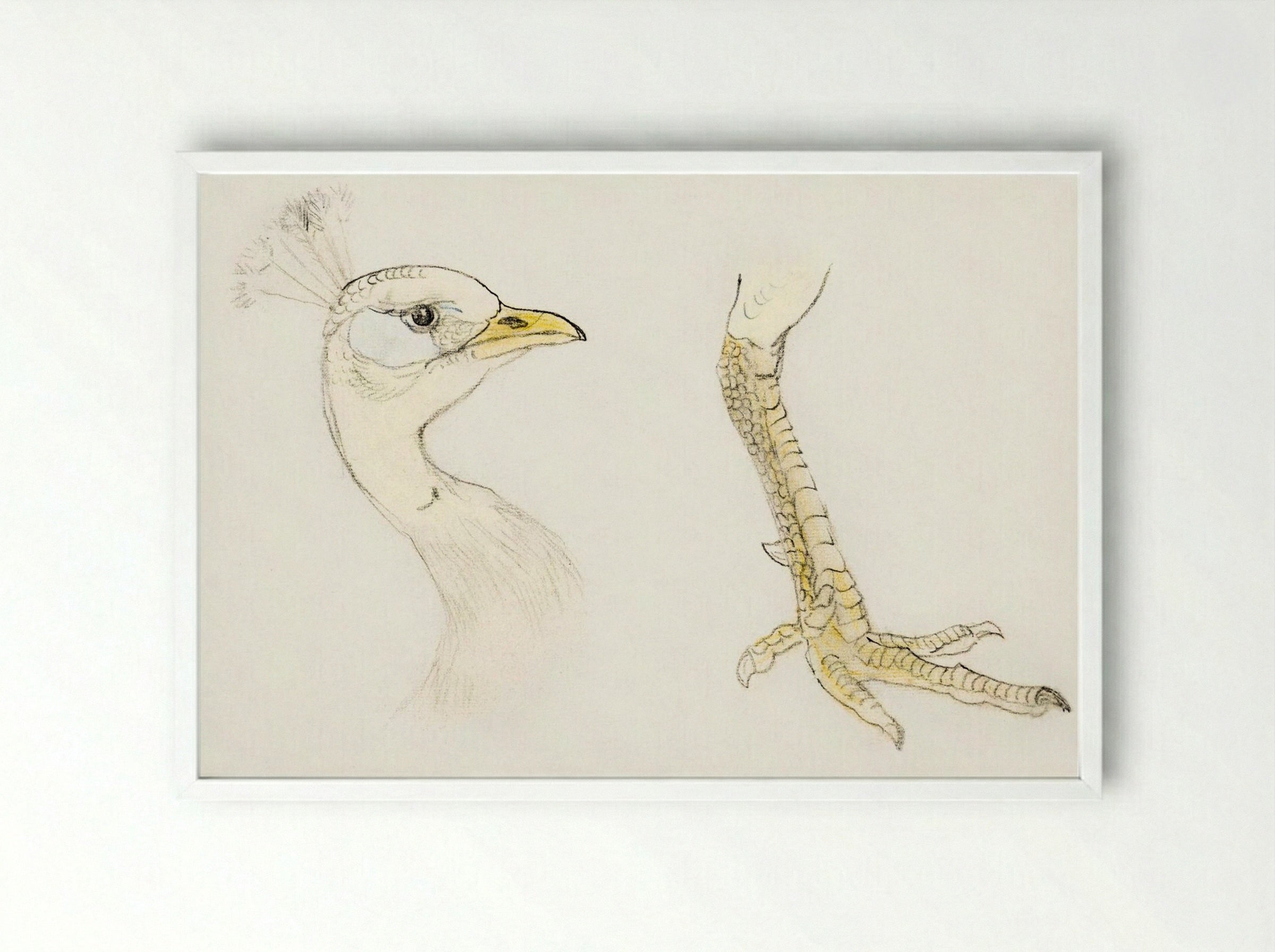 Head and Foot of a Peacock - Theo van Hoytema - Framed Print White