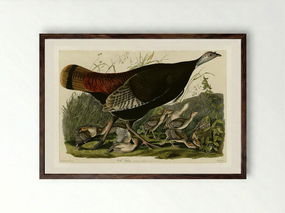Plate 6. Wild Turkey - John James Audubon - Framed Print Dark Wood