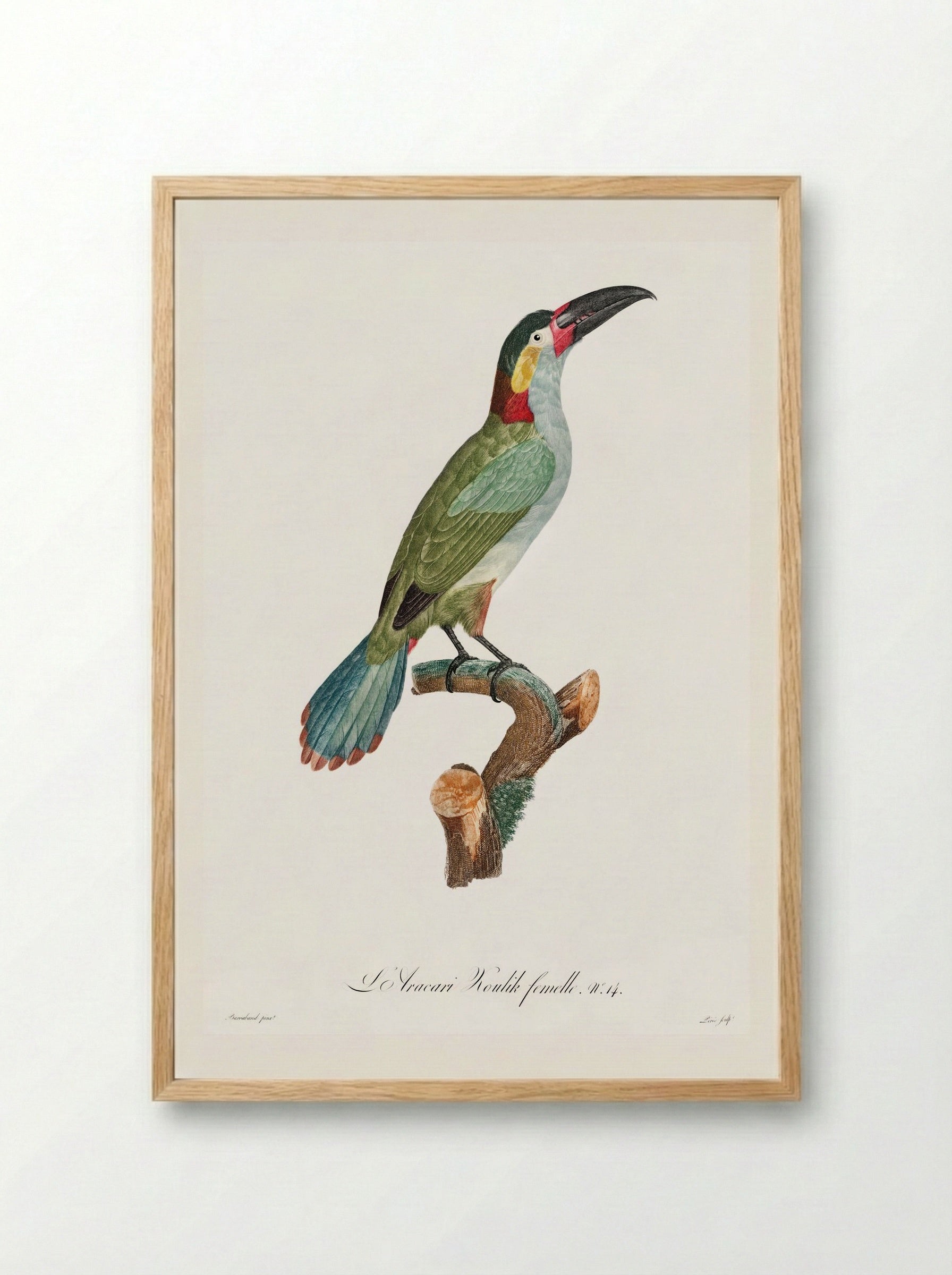 Black-necked Aracari - Jacques Barraband - Framed Print Wood