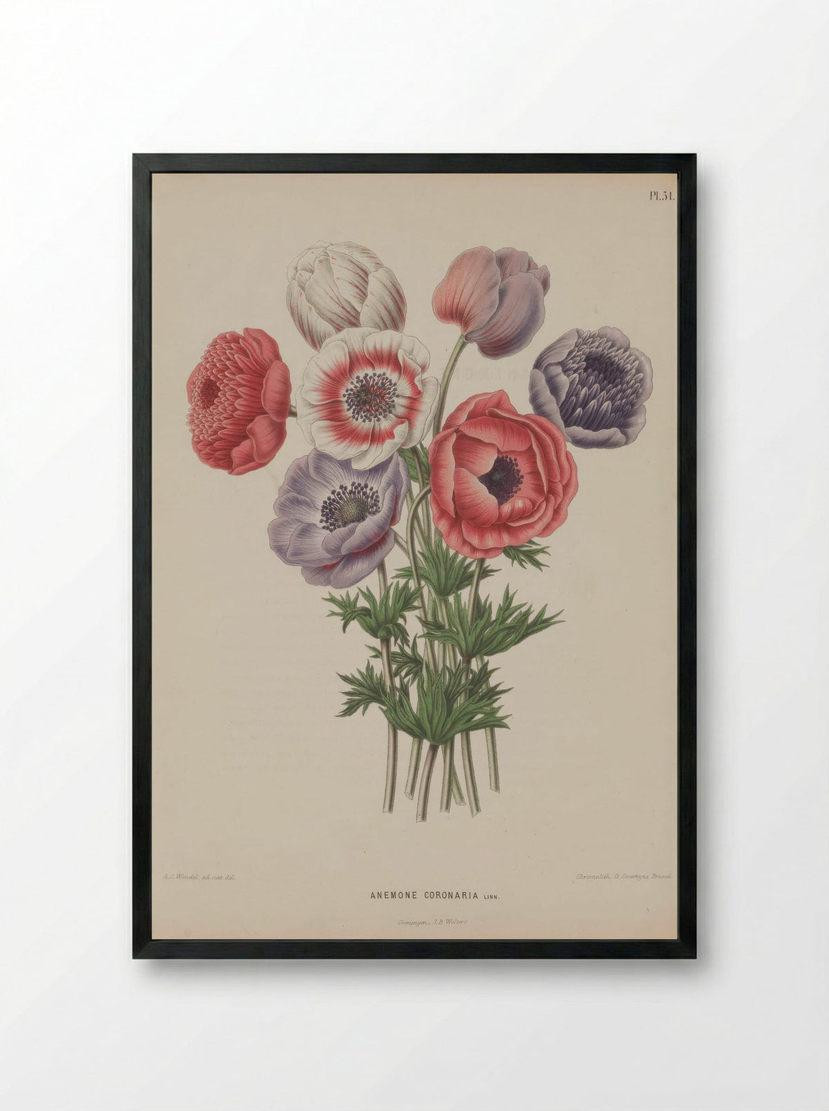 Anemone Coronaria L. - A. J. Wendel - Framed Print Black