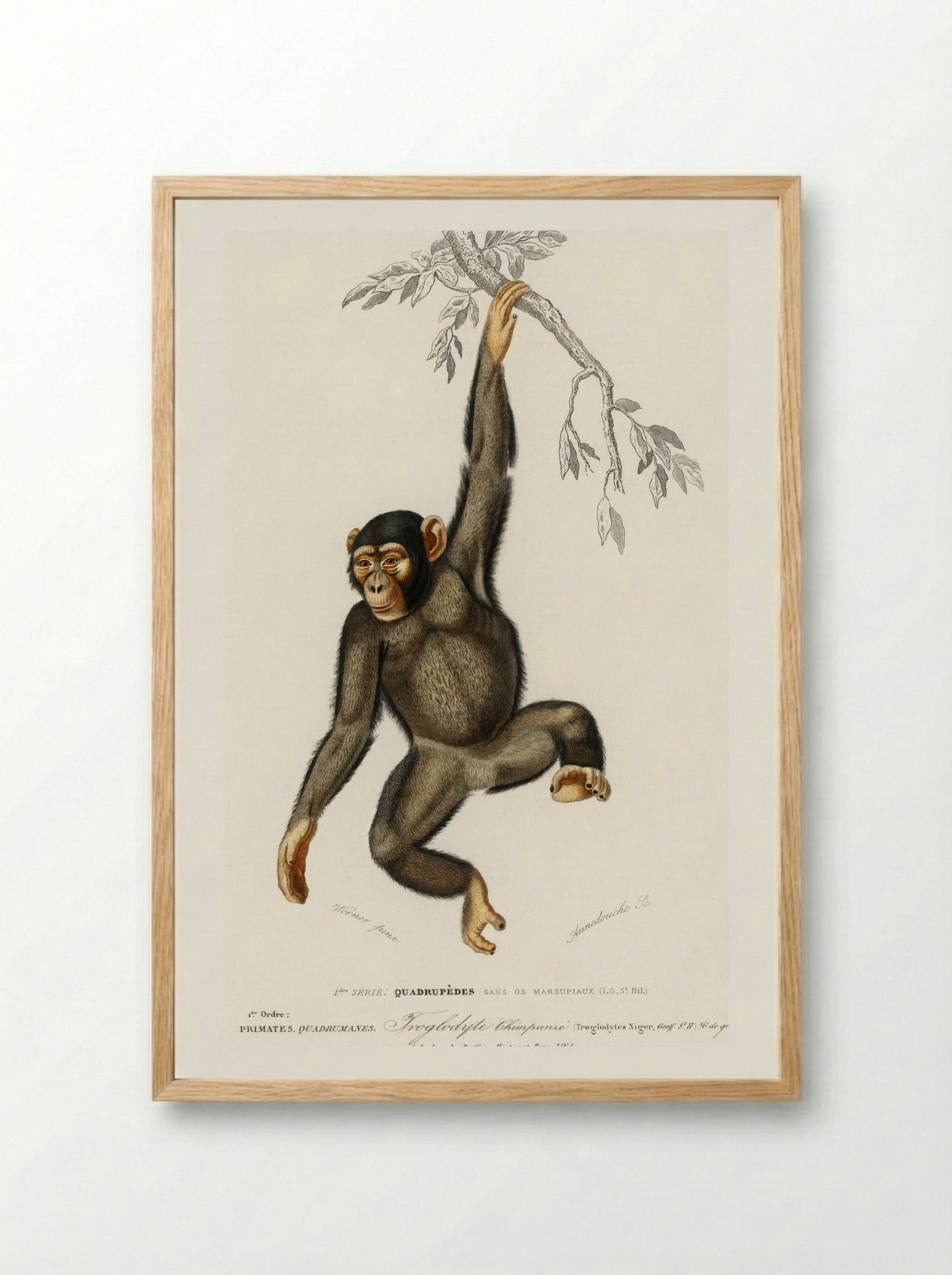 Chimpanzee (Troglodyte Chimpanze) - Charles Dessalines D'Orbigny - Framed Print Wood