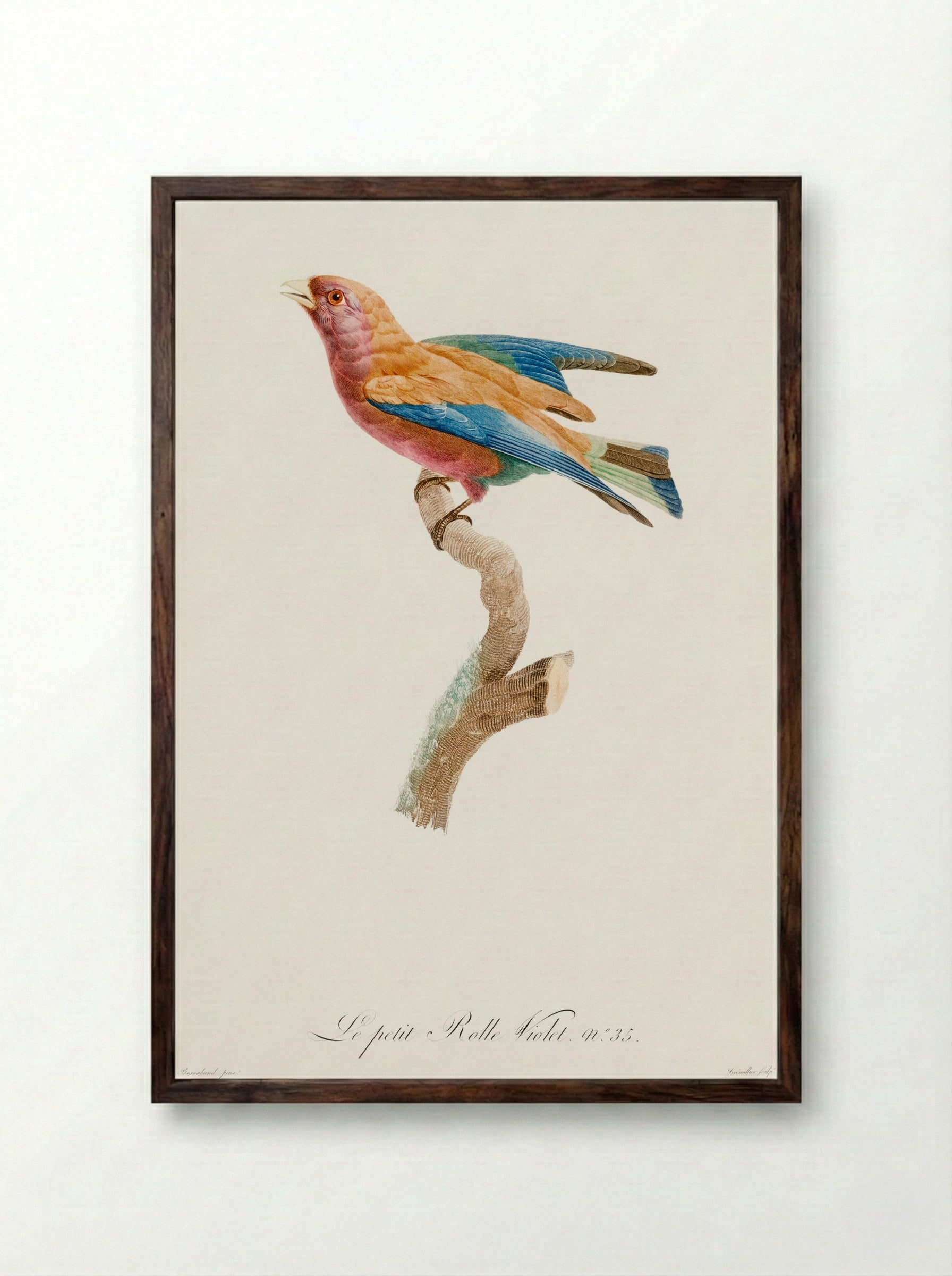 Young Violet Roller - Jacques Barraband - Framed Print Dark Wood