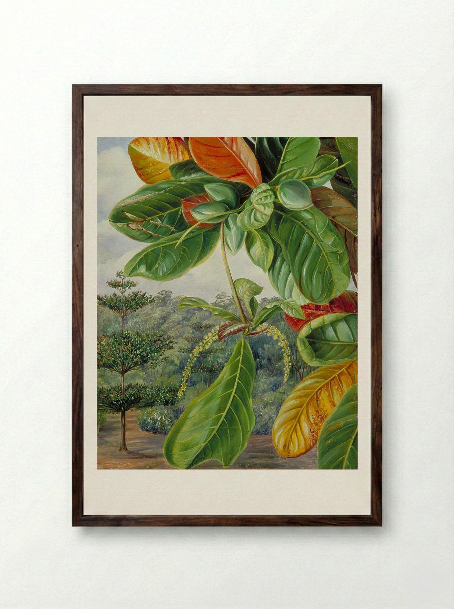 Indian Almond, Terminalia Catappa - Marianne North - Framed Print Dark Wood