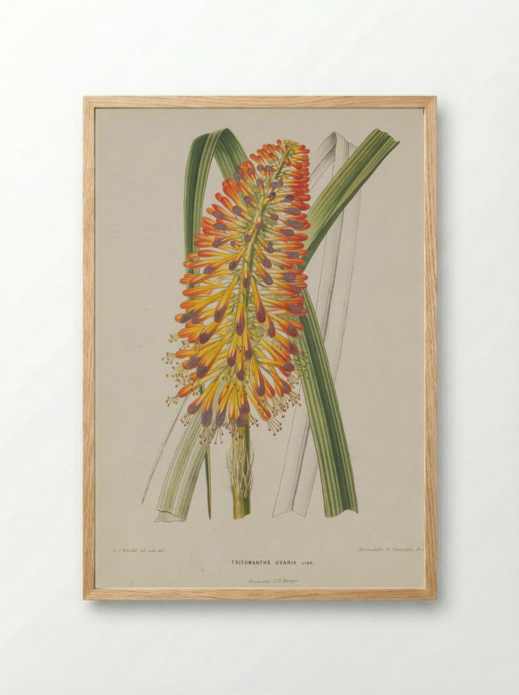 Aloe Uvaria L. - A. J. Wendel - Framed Print Wood