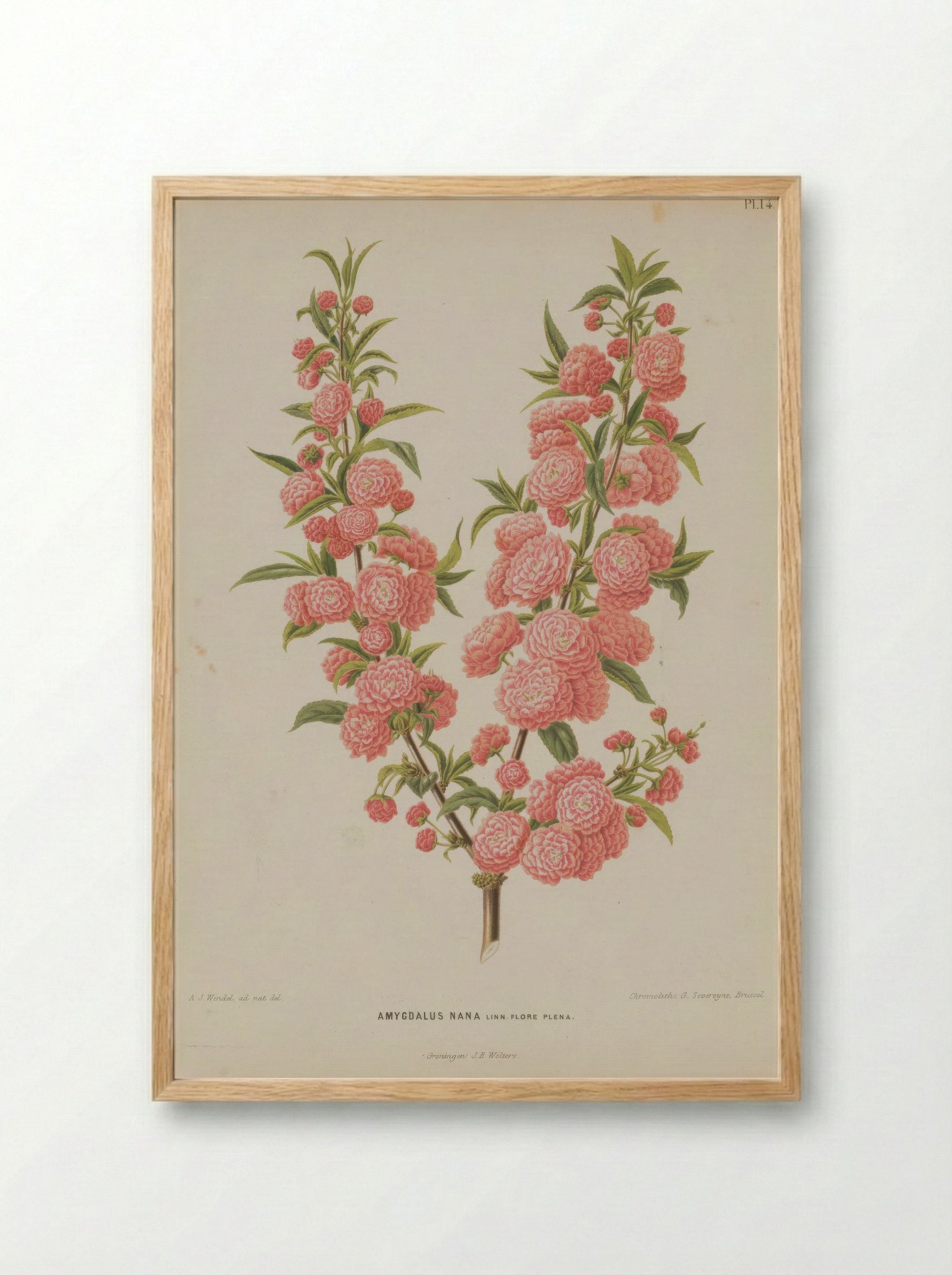 Amygdalus Nana L. - A. J. Wendel - Framed Print Wood