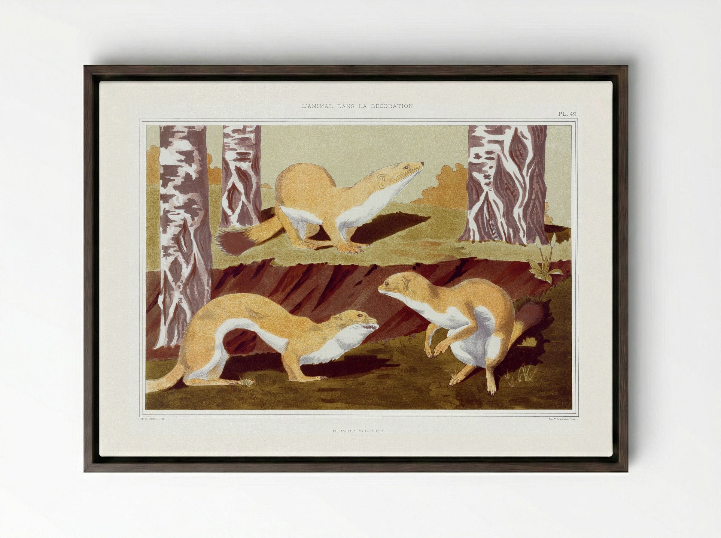 Hermines Vulgaires (Weasels) from L'animal dans la décoration - Maurice Pillard Verneuil - Framed Canvas Dark Wood