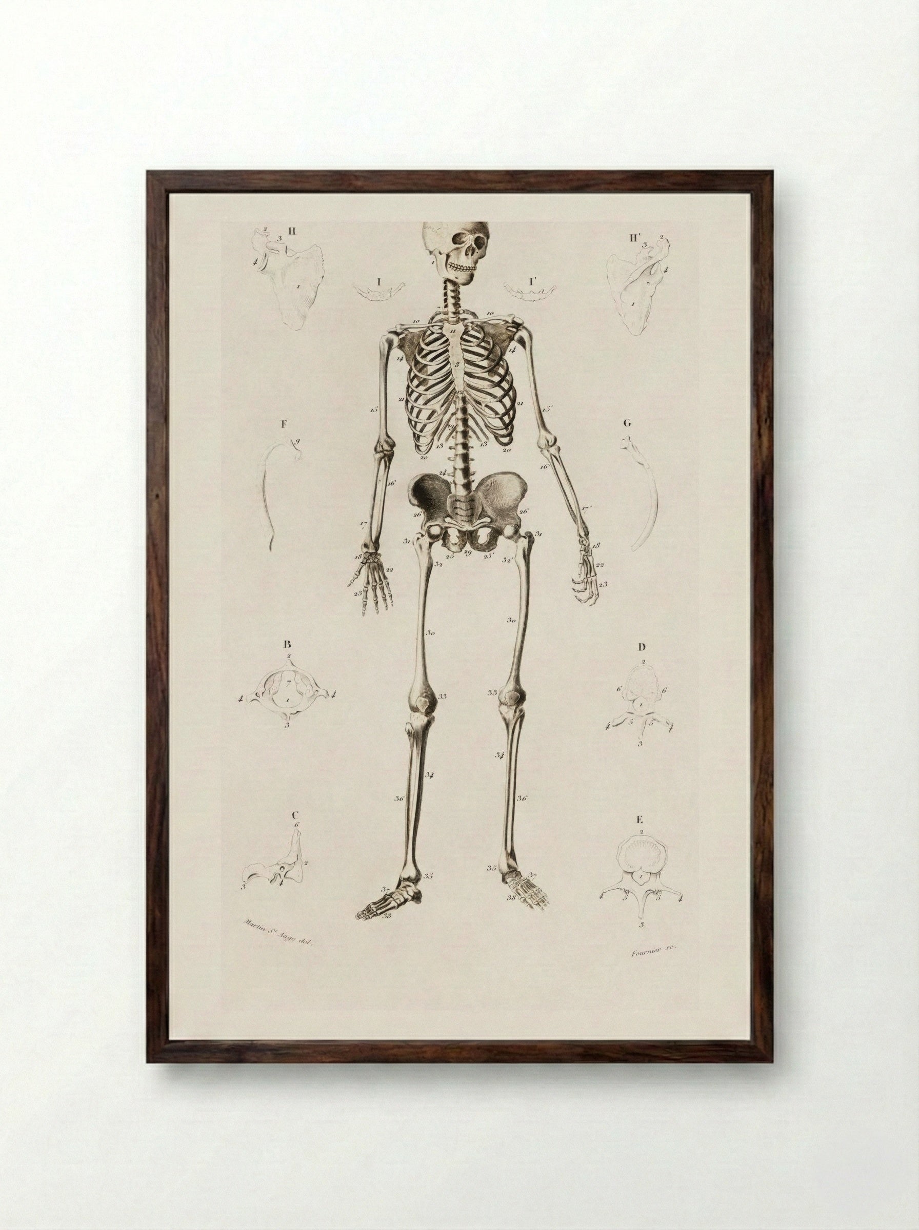 Human Skeleton - Charles Dessalines D'Orbigny - Framed Print Dark Wood