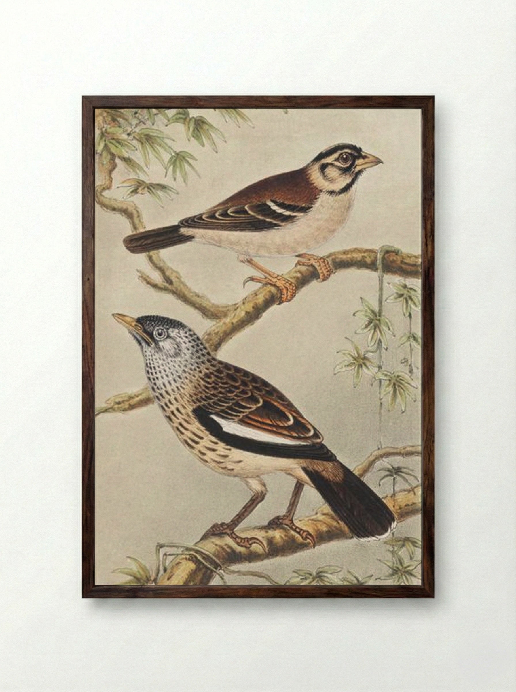 Twee vogels op takken (Two Birds on Branches) - Theo van Hoytema - Framed Print Dark Wood