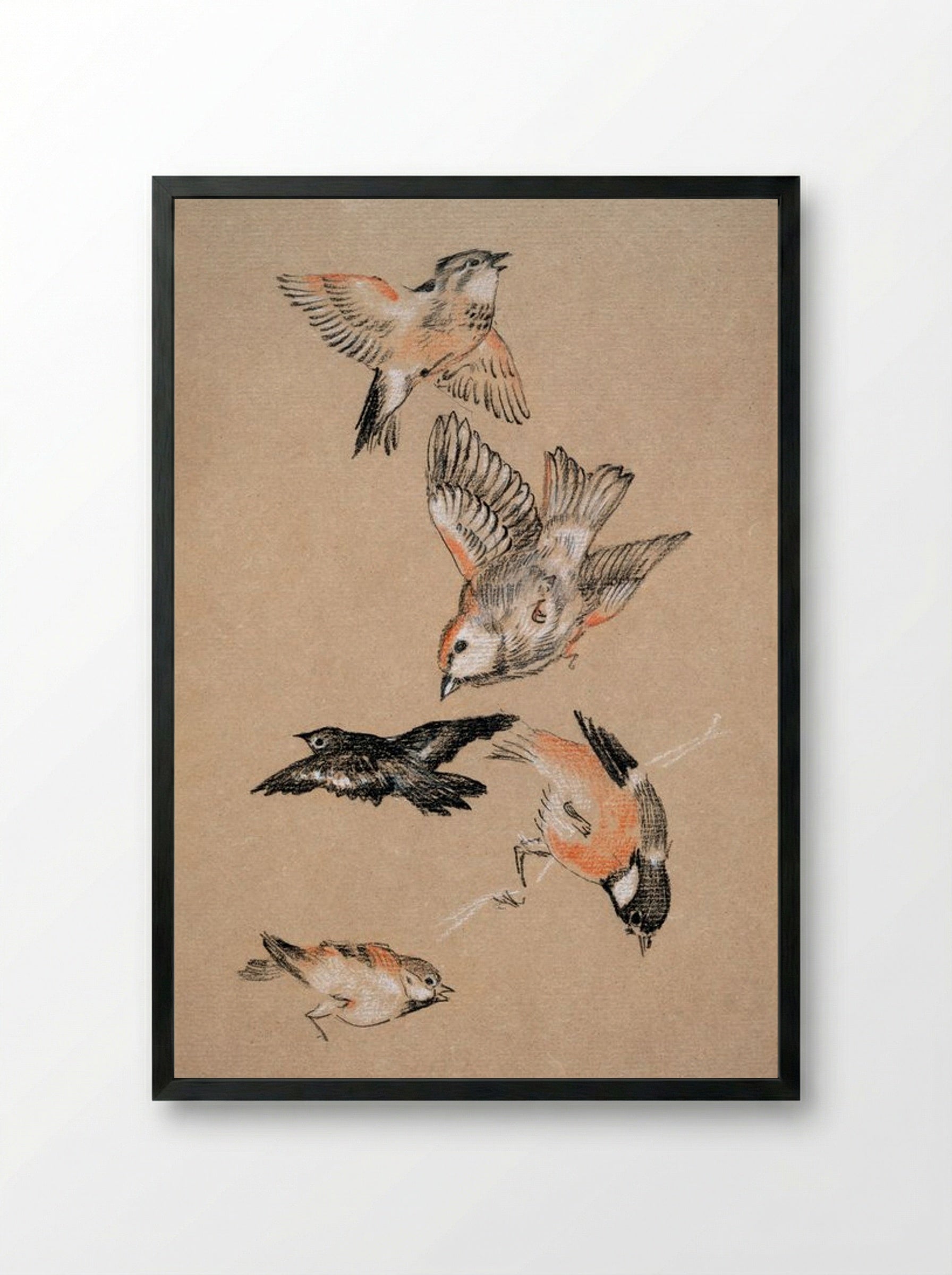 Study of Finches (for 'Love Leading the Pilgrim') - Edward Burne-Jones - Framed Print Black