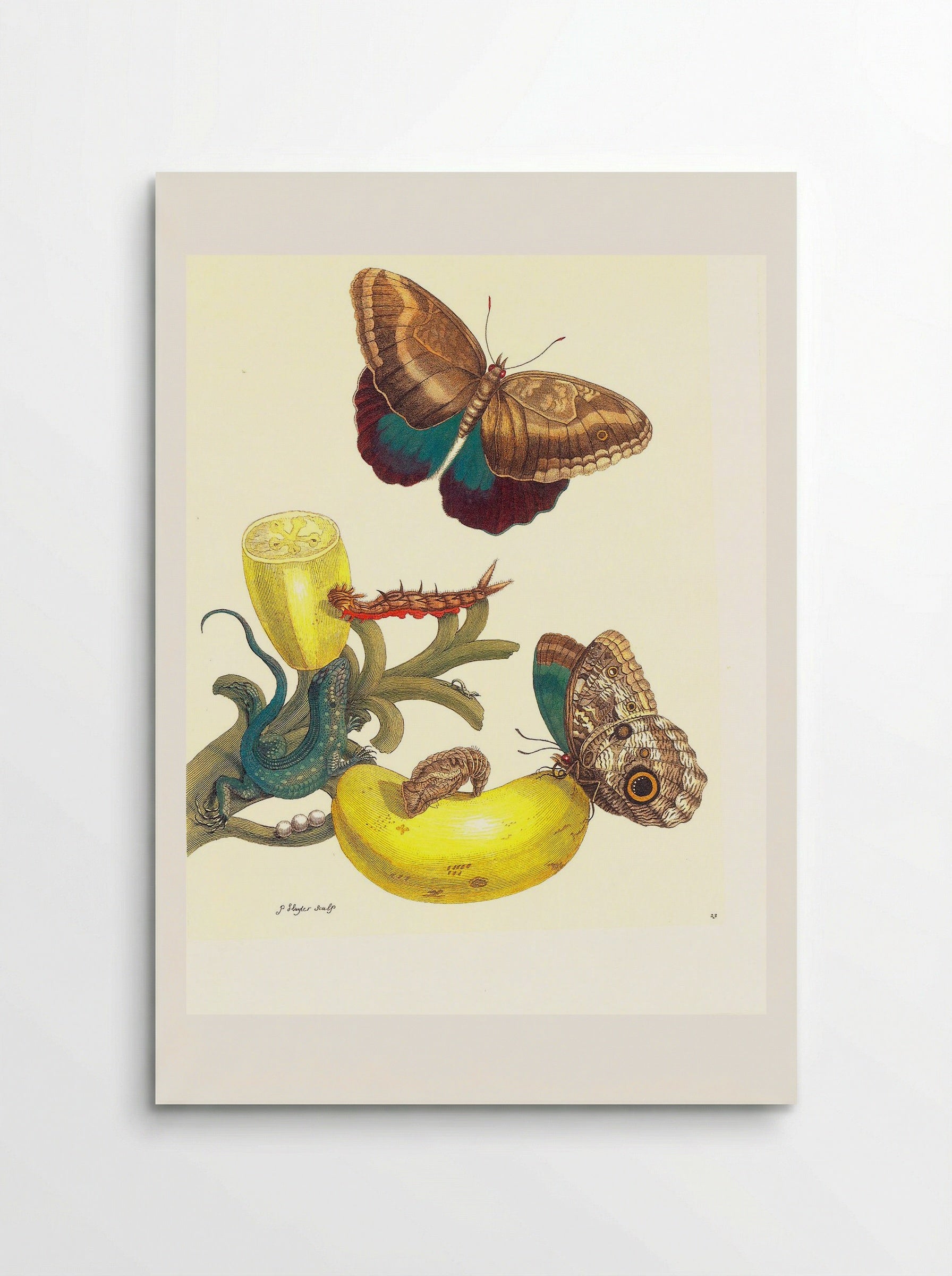 Plate #23- Musa paradisiaca, Caligo teucer and Cnemidophorus lemniscatus - Maria Sibylla Merian - Poster
