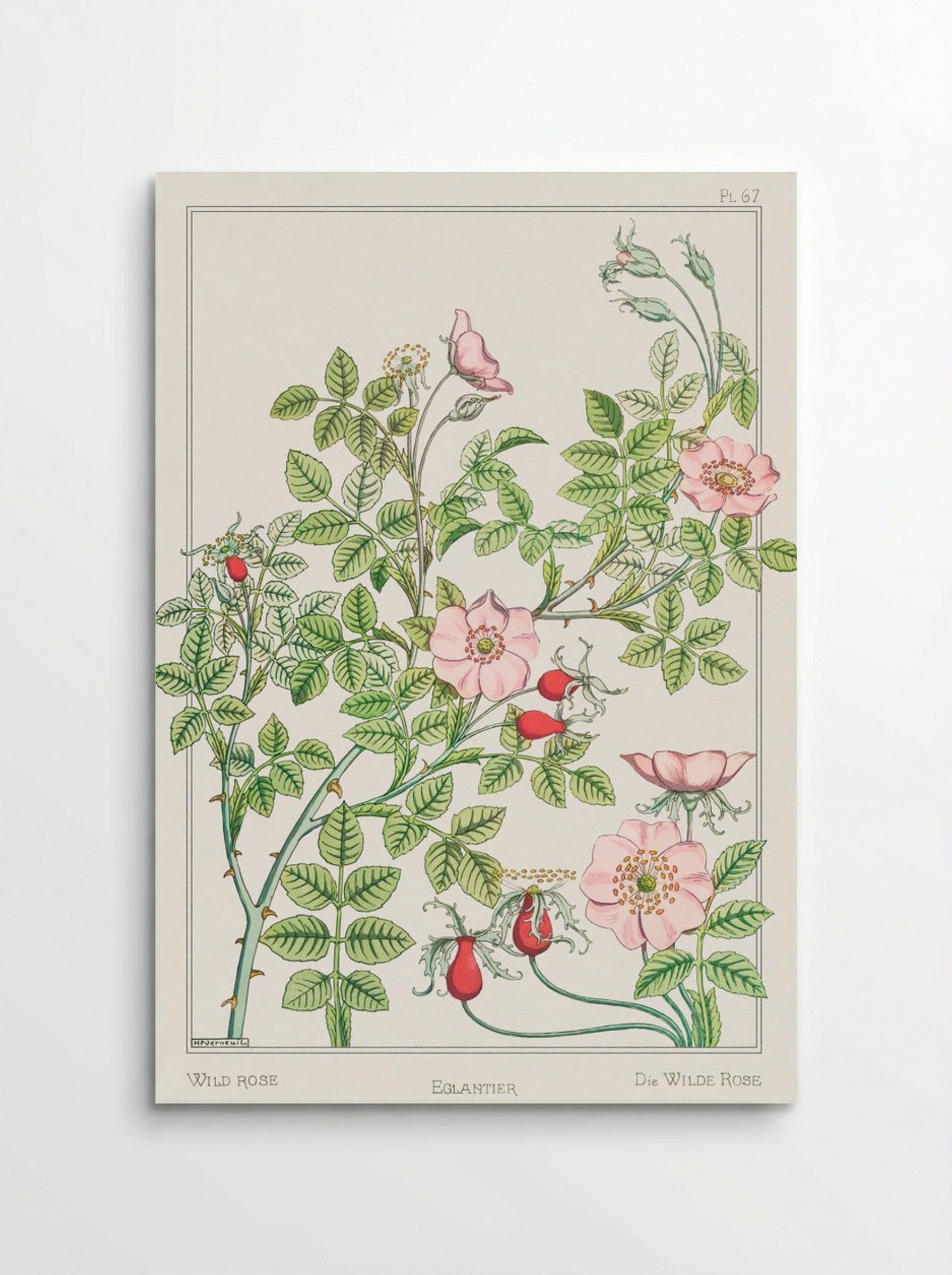 Eglantier (Wild Rose) from La Plante et ses Applications ornementales - Maurice Pillard Verneuil - Poster
