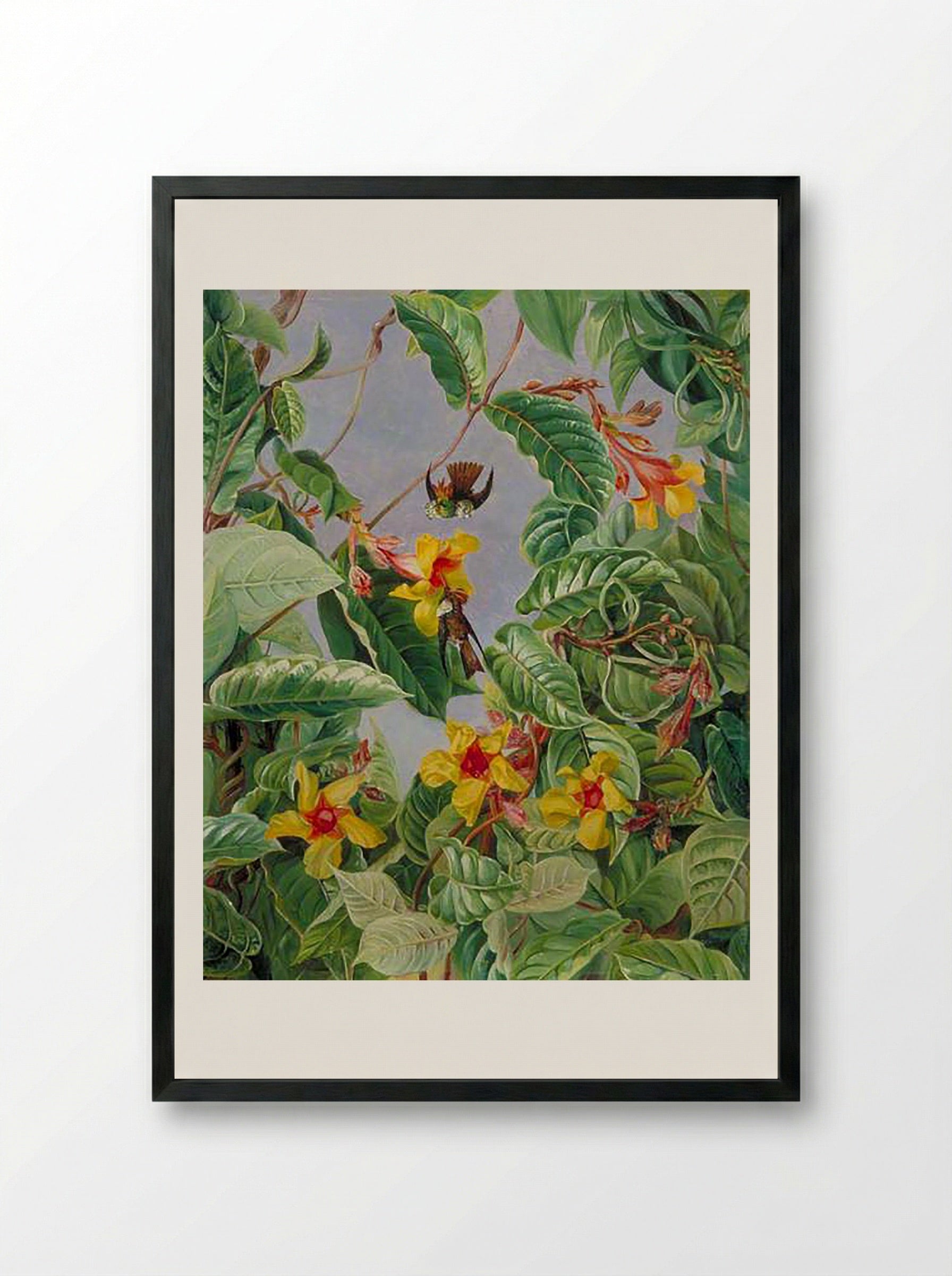 A Brazilian Climbing Shrub and Humming Birds - Marianne North - Framed Print Black