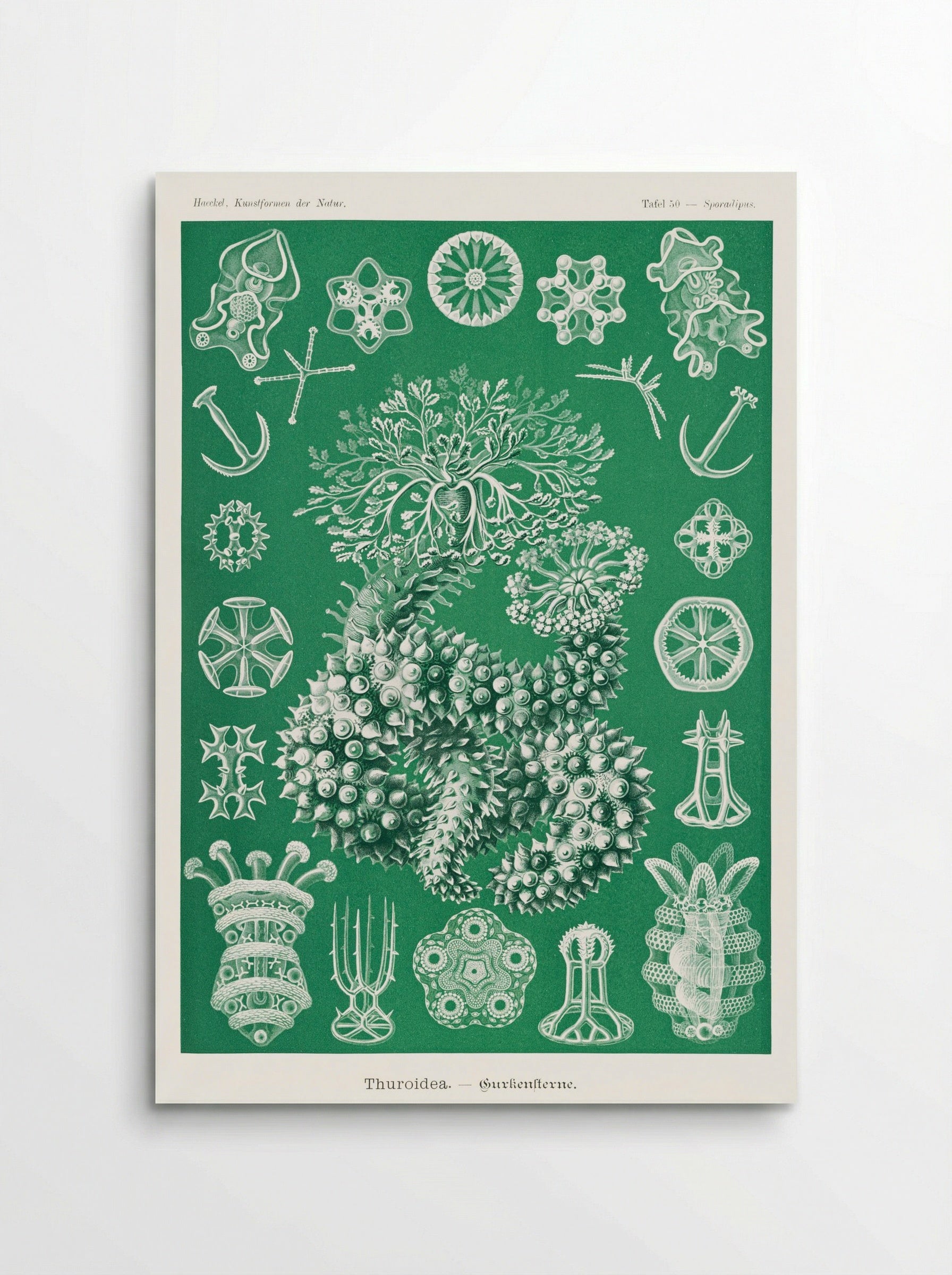 Thuroidea-Gurkensterne (1904) - Ernst Haeckel - Poster