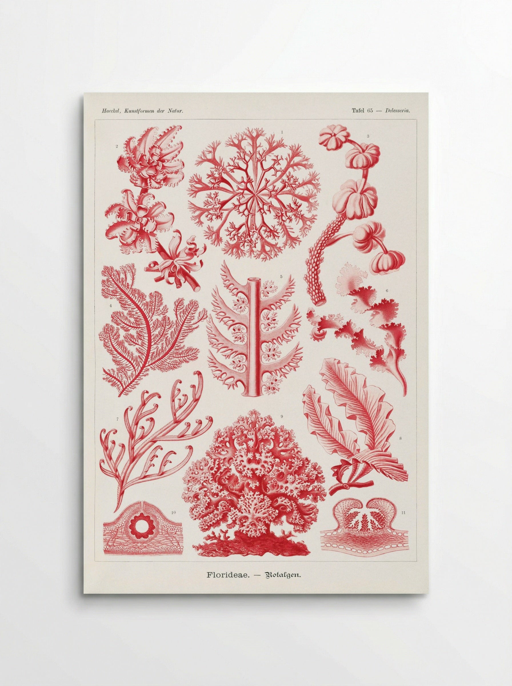 Florideae-Rotalgen (1904) - Ernst Haeckel - Poster