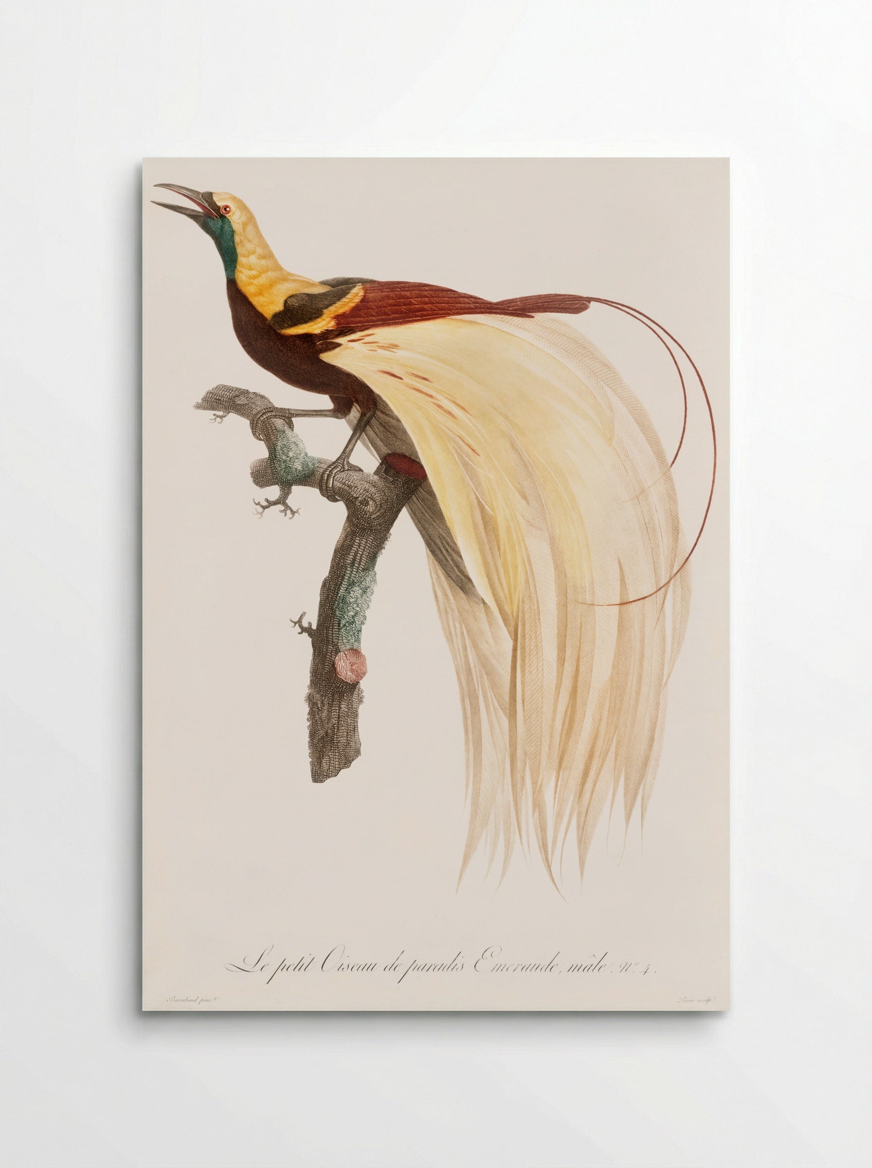 Young Emperor Bird-of-Paradise, Male - Jacques Barraband - Poster