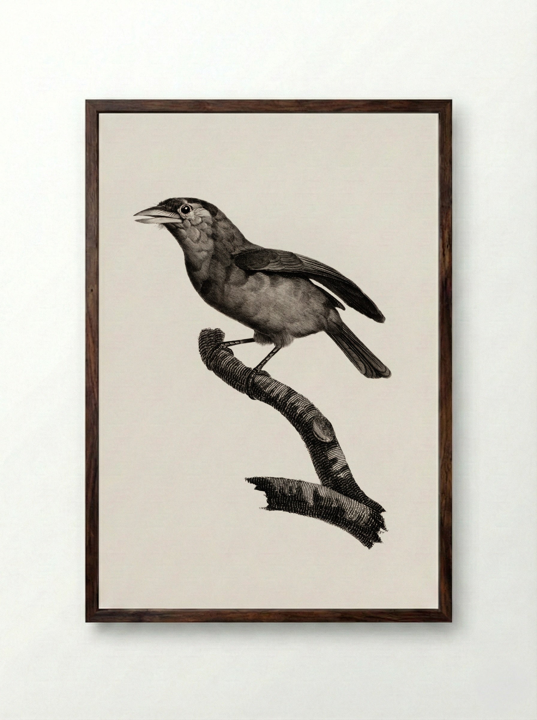 Blue-throated Barbet - Jacques Barraband - Framed Print Dark Wood