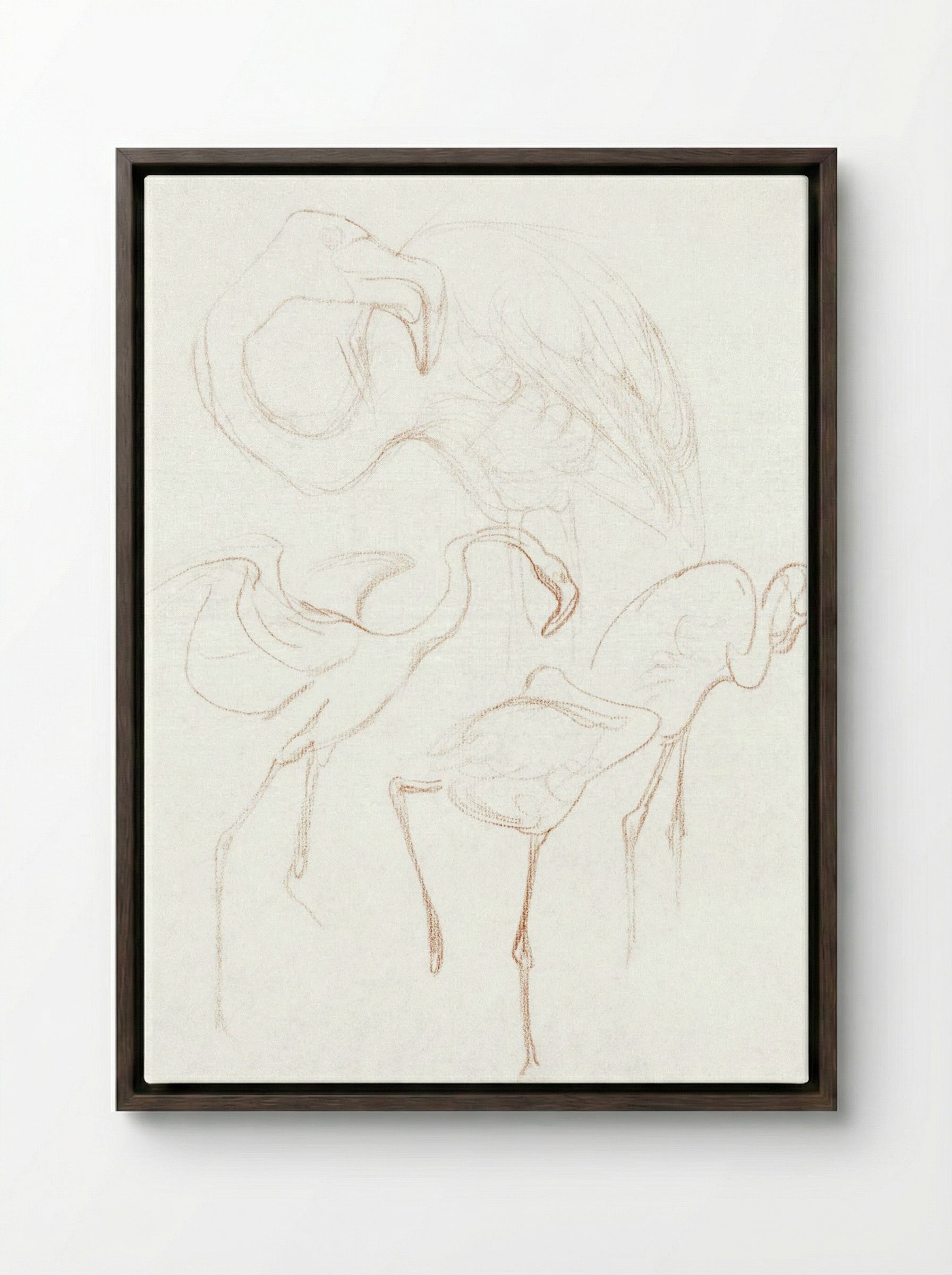 Studies of Flamingos - Theo van Hoytema - Framed Canvas Dark Wood