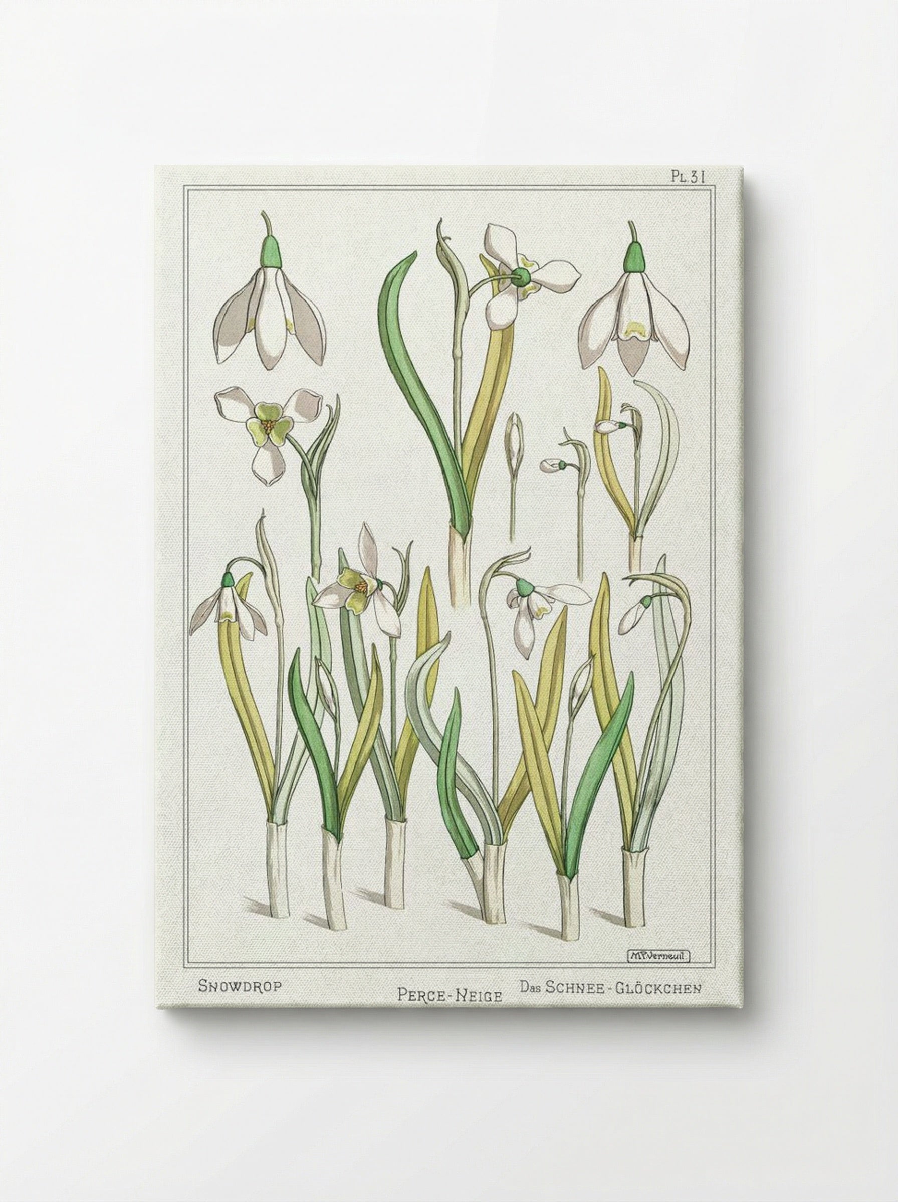 Perce-Neige (Snowdrops) - Maurice Pillard Verneuil - Canvas