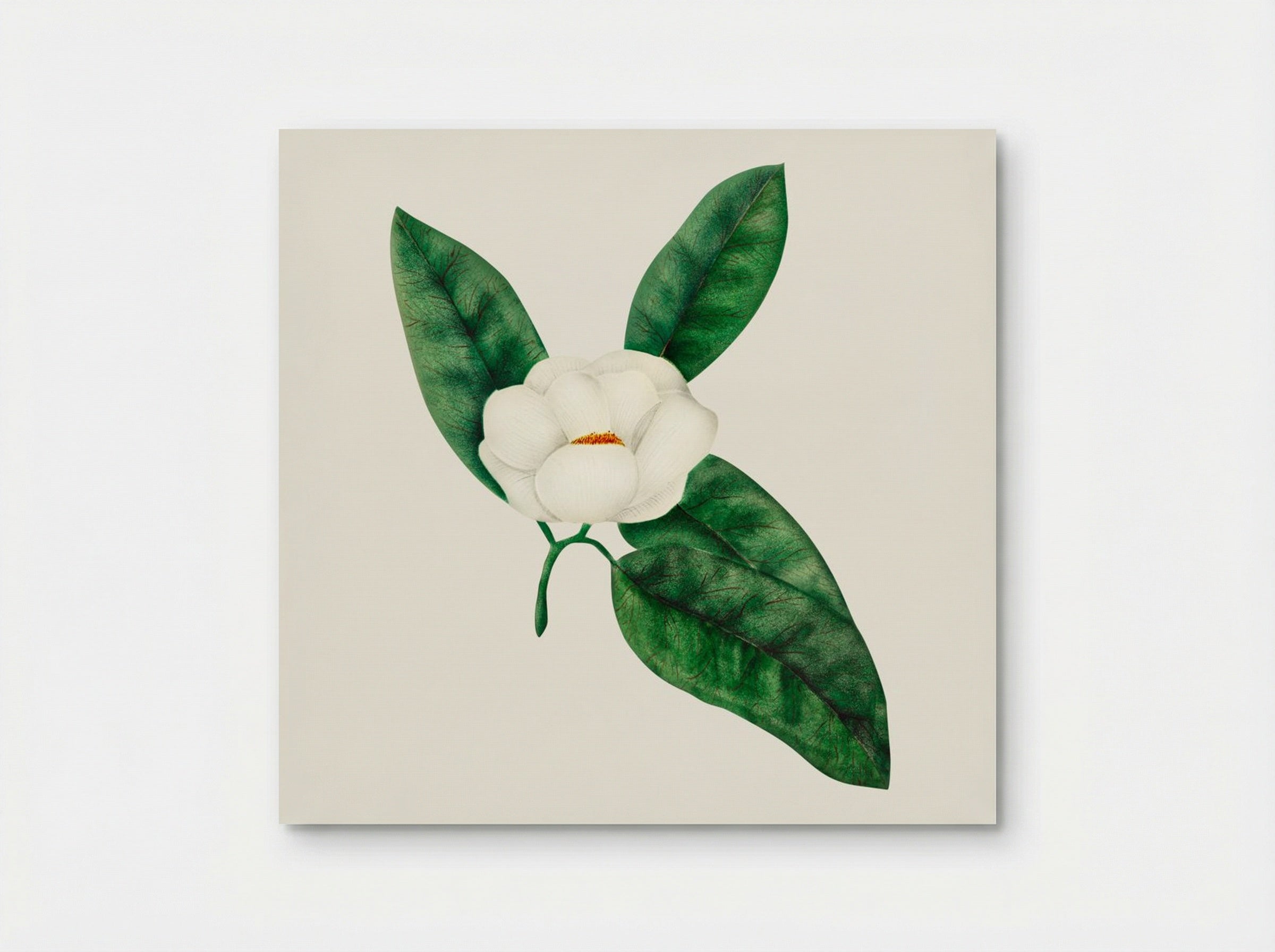 Magnolia - Mary Altha Nims - Poster