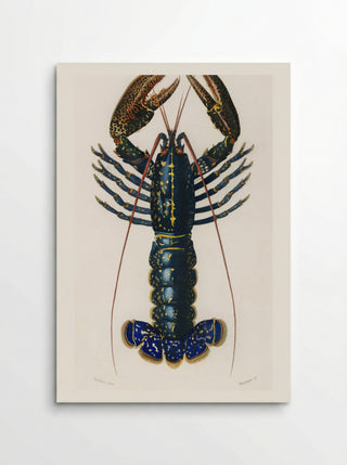 Crimson Crawfish (Palemon Ornatum) - Charles Dessalines D'Orbigny