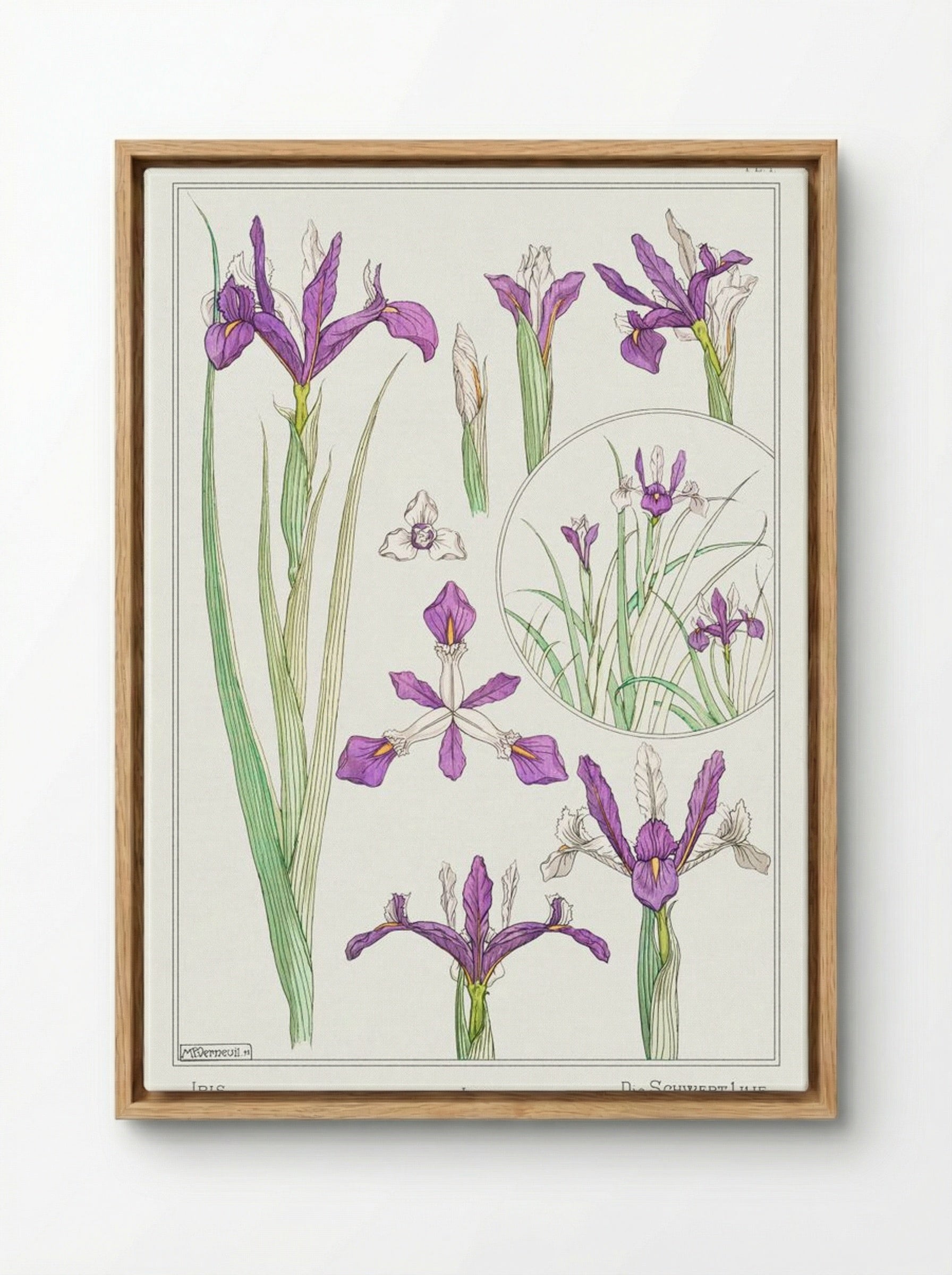 Iris, from La Plante et ses Applications ornementales - Maurice Pillard Verneuil - Framed Canvas Wood