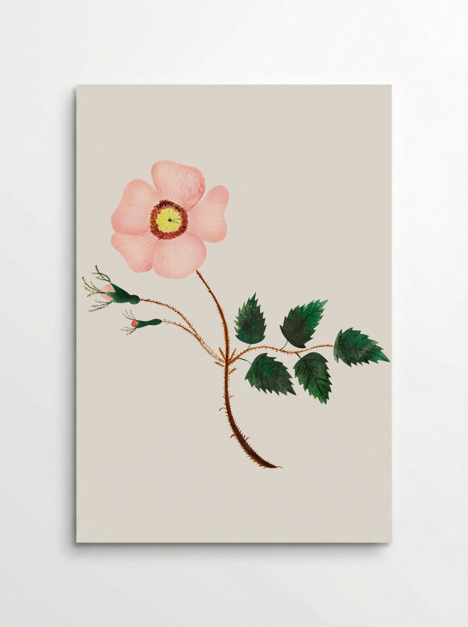 Wild Rose - Mary Altha Nims - Poster