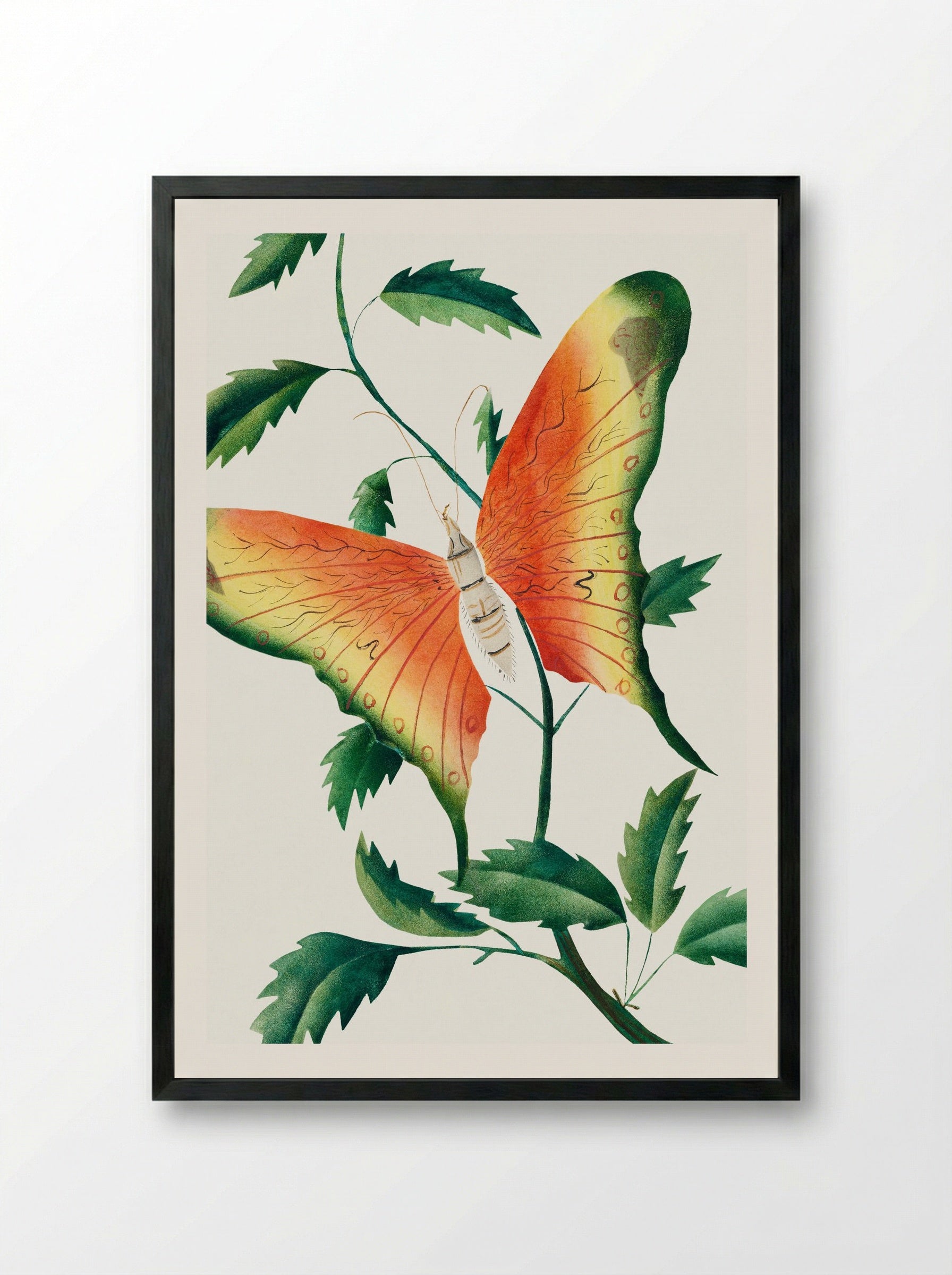 Rose Bush and Butterfly - Mary Altha Nims - Framed Print Black