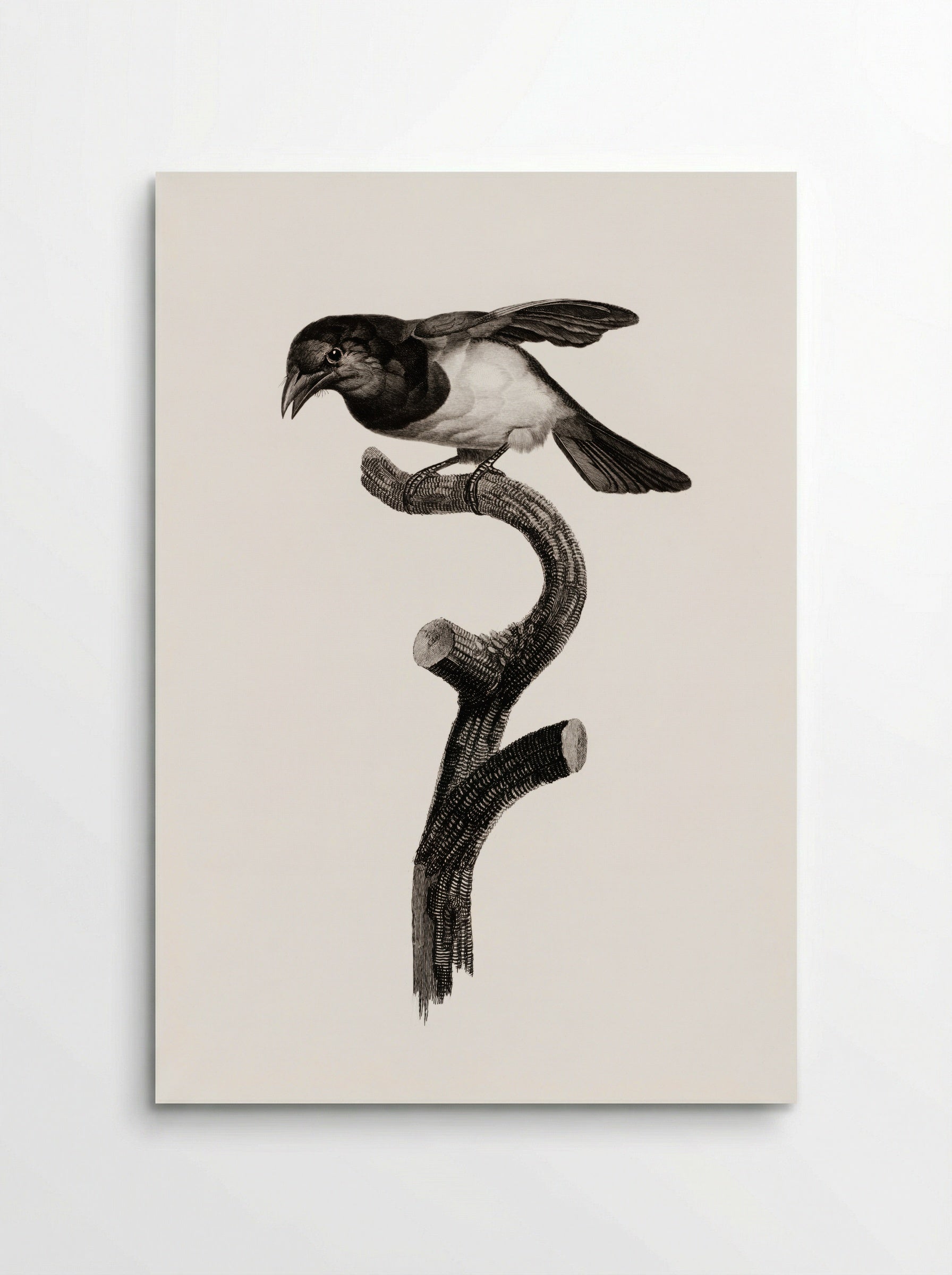 Black Barbet - Jacques Barraband - Poster