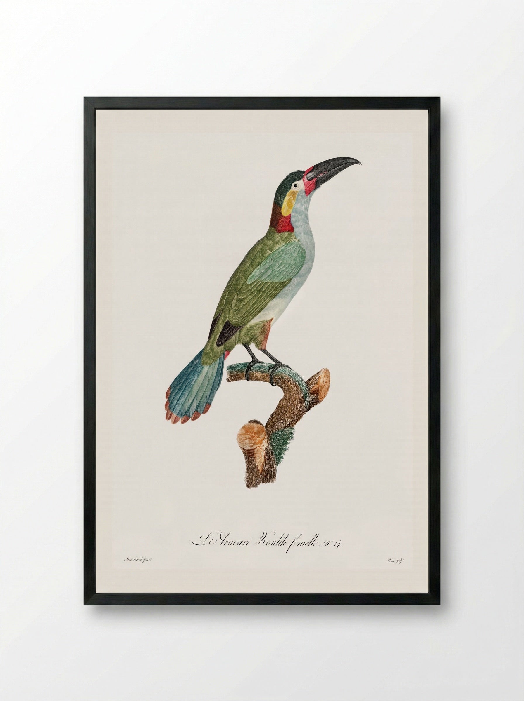Black-necked Aracari, female - Jacques Barraband - Framed Print Black