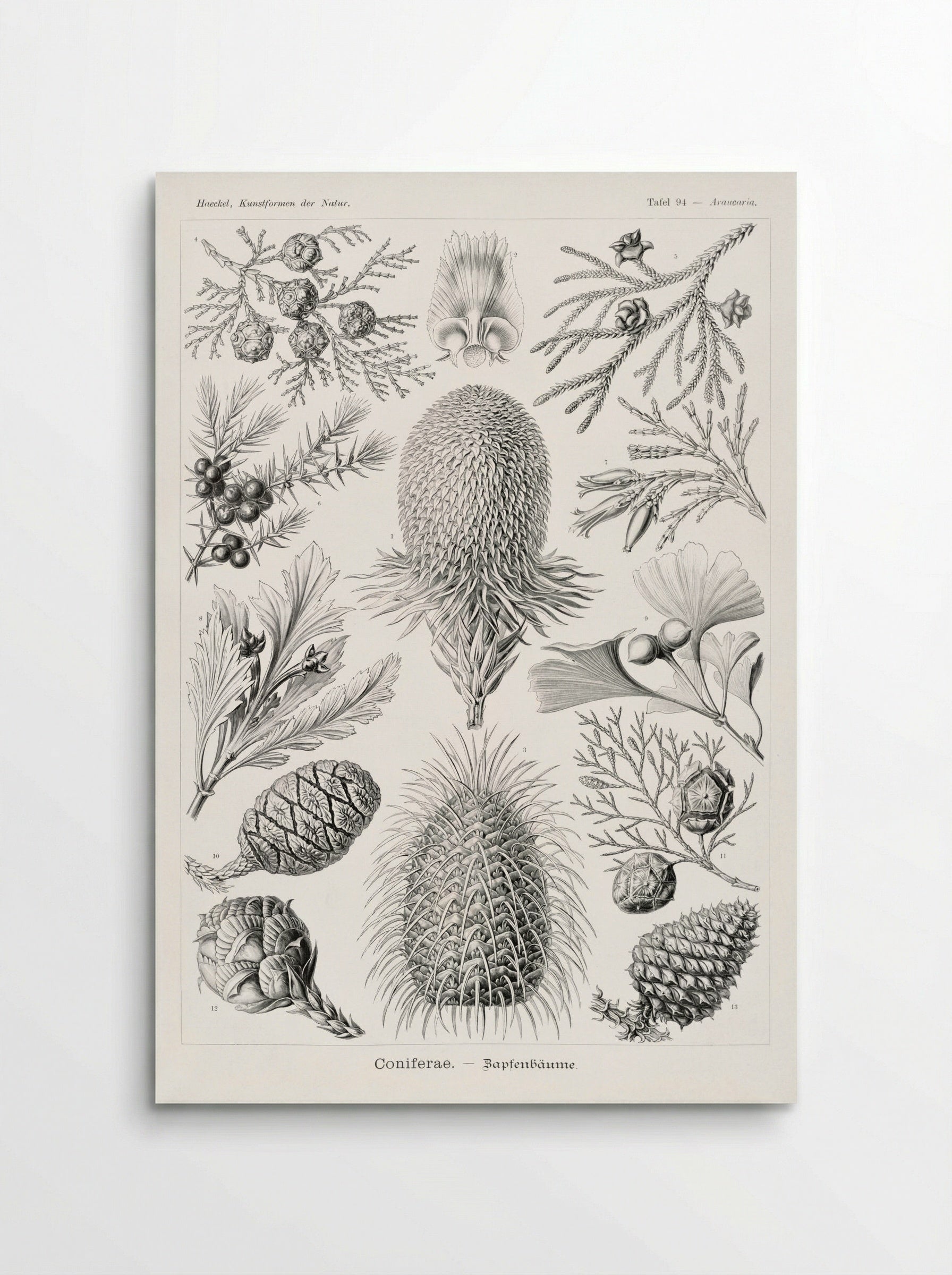 Coniferae-Bapfenbäume (1904) - Ernst Haeckel - Poster