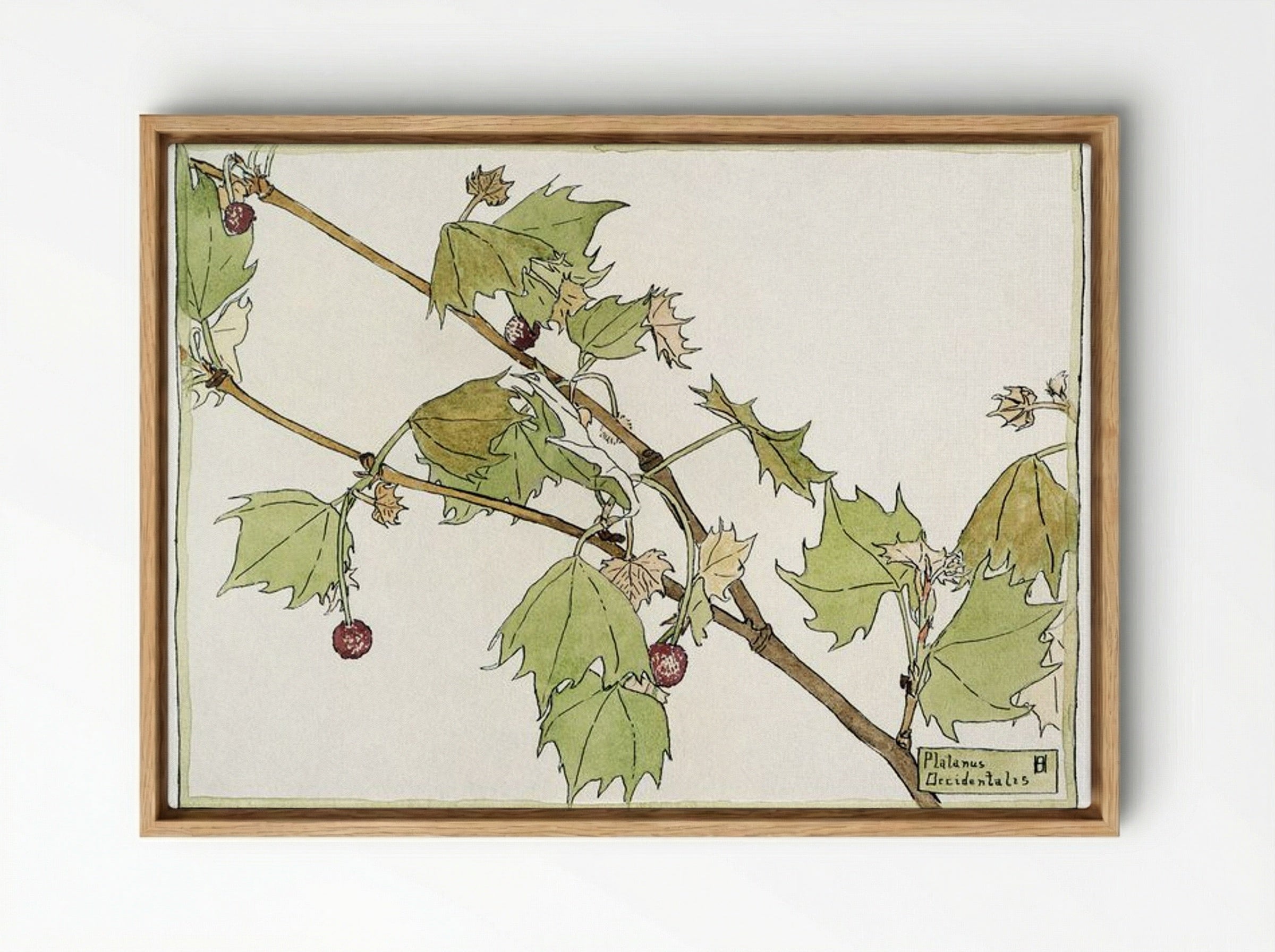 Sycamore - Hannah Borger Overbeck - Framed Canvas Wood