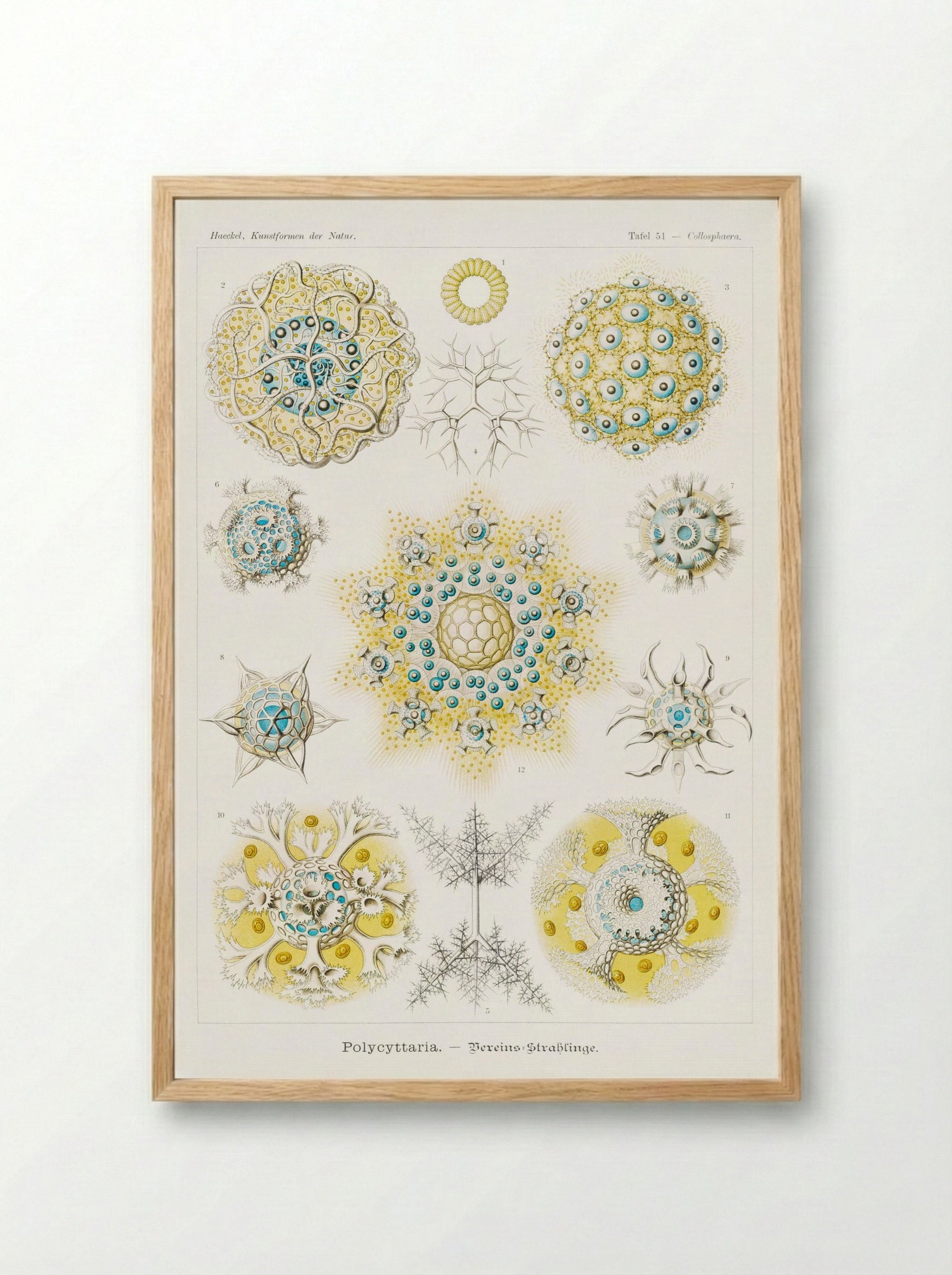 Polycyttaria-Vereins-Strahlinge (1904) - Ernst Haeckel - Framed Print Wood