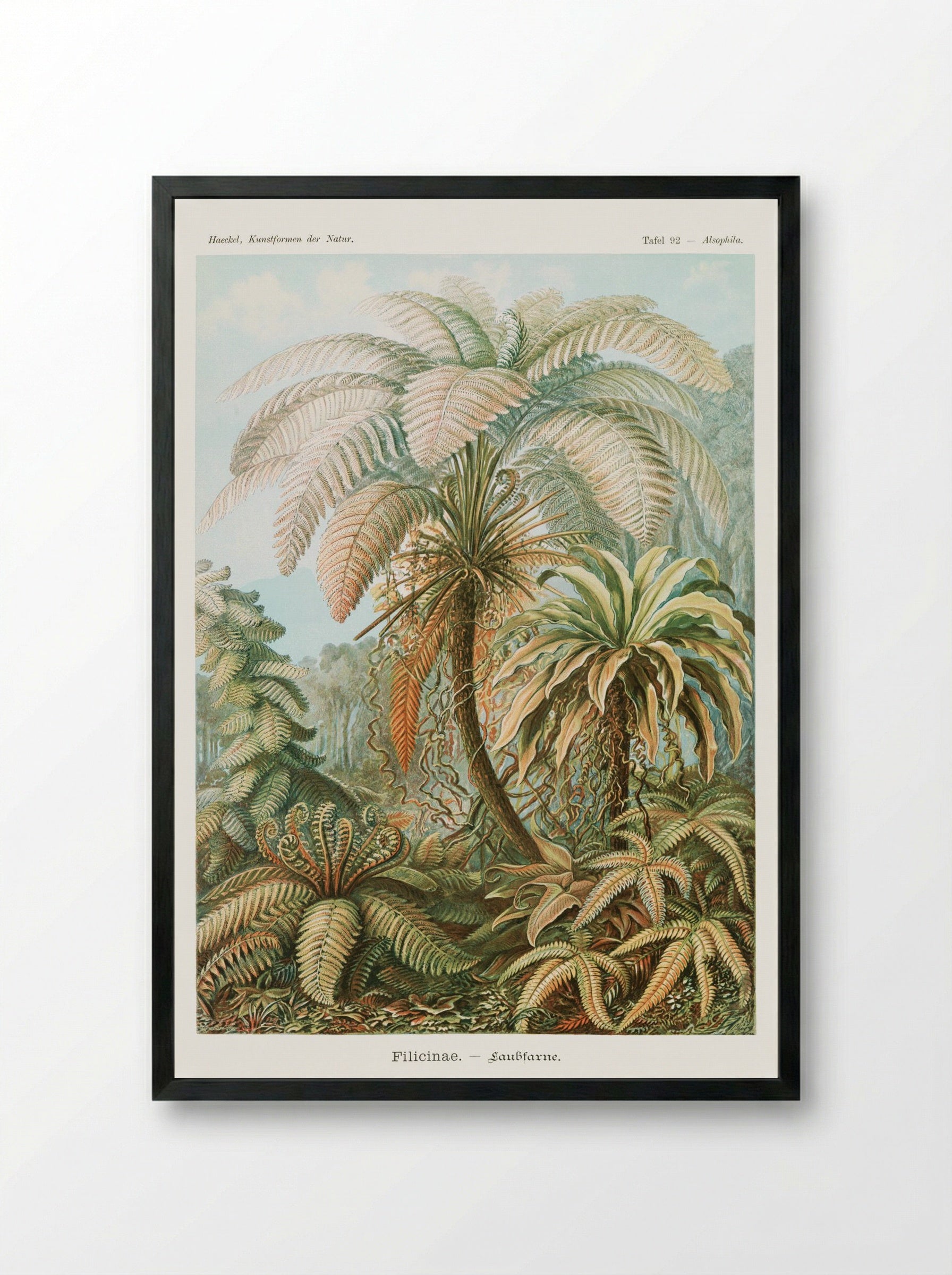 Filicinae-Laubfarne (1904) - Ernst Haeckel - Framed Print Black