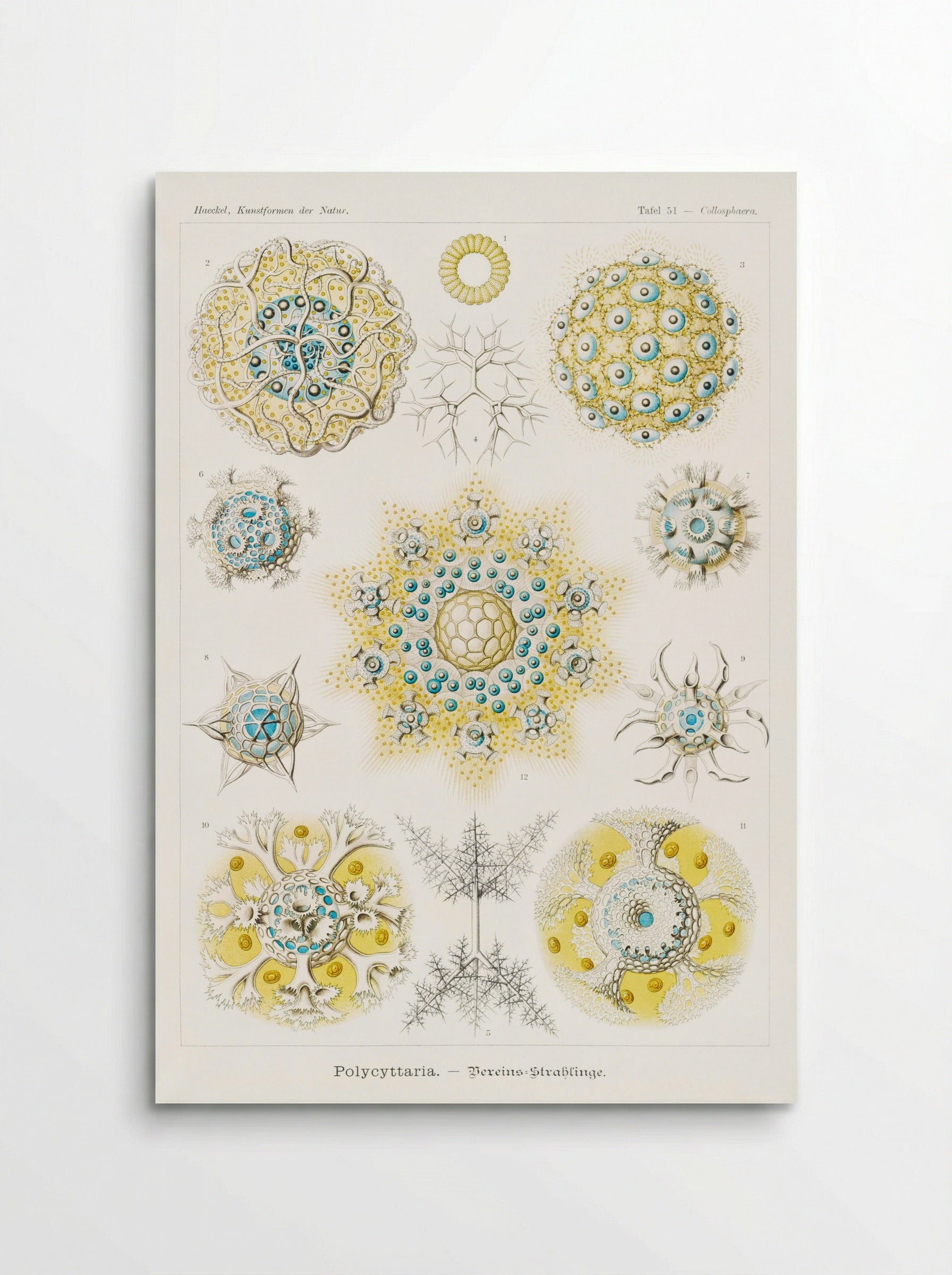 Polycyttaria-Vereins-Strahlinge (1904) - Ernst Haeckel - Poster