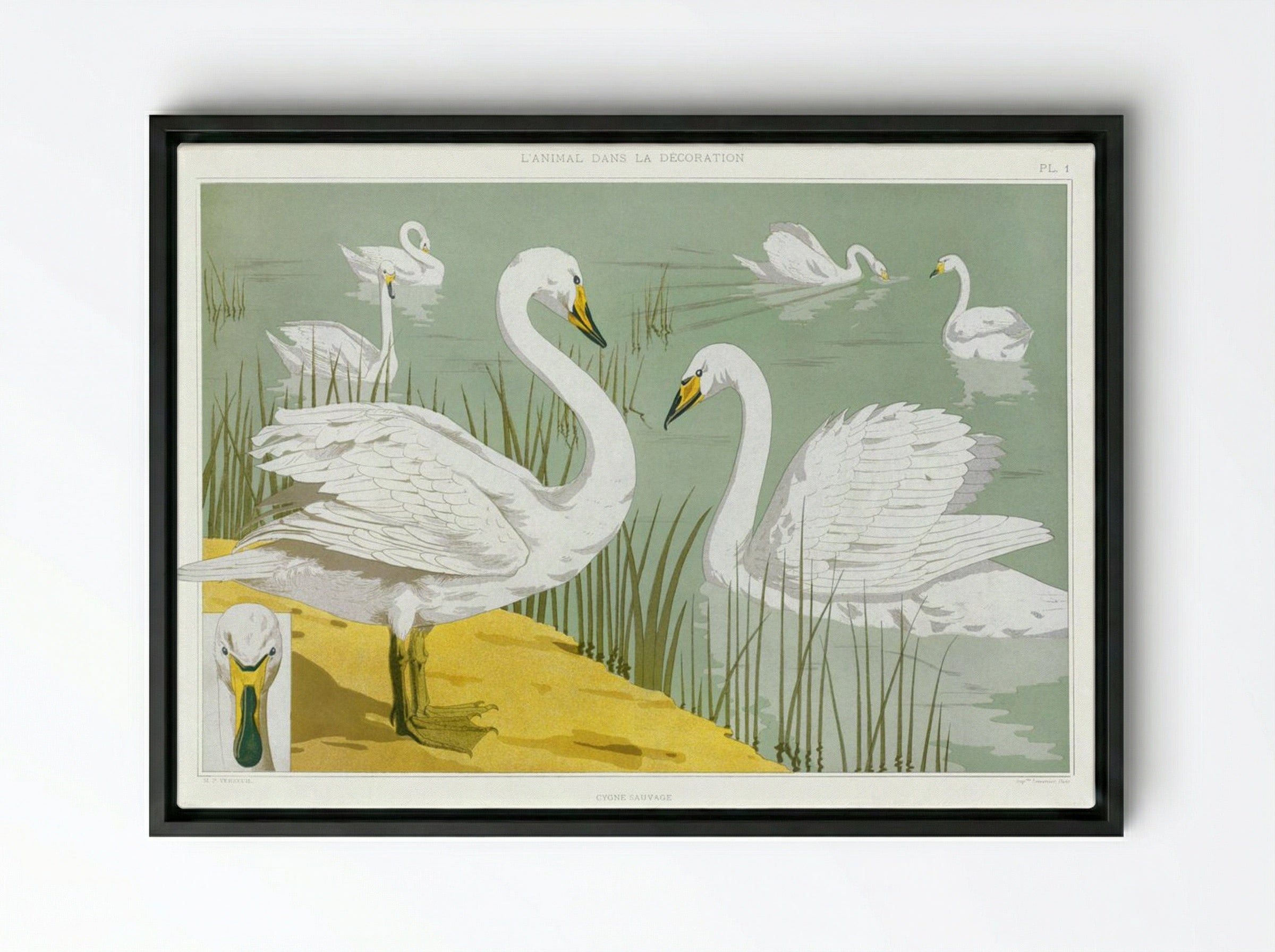 Cygne Sauvage (Wild Swan) from L'animal dans la décoration - Maurice Pillard Verneuil - Framed Canvas Black