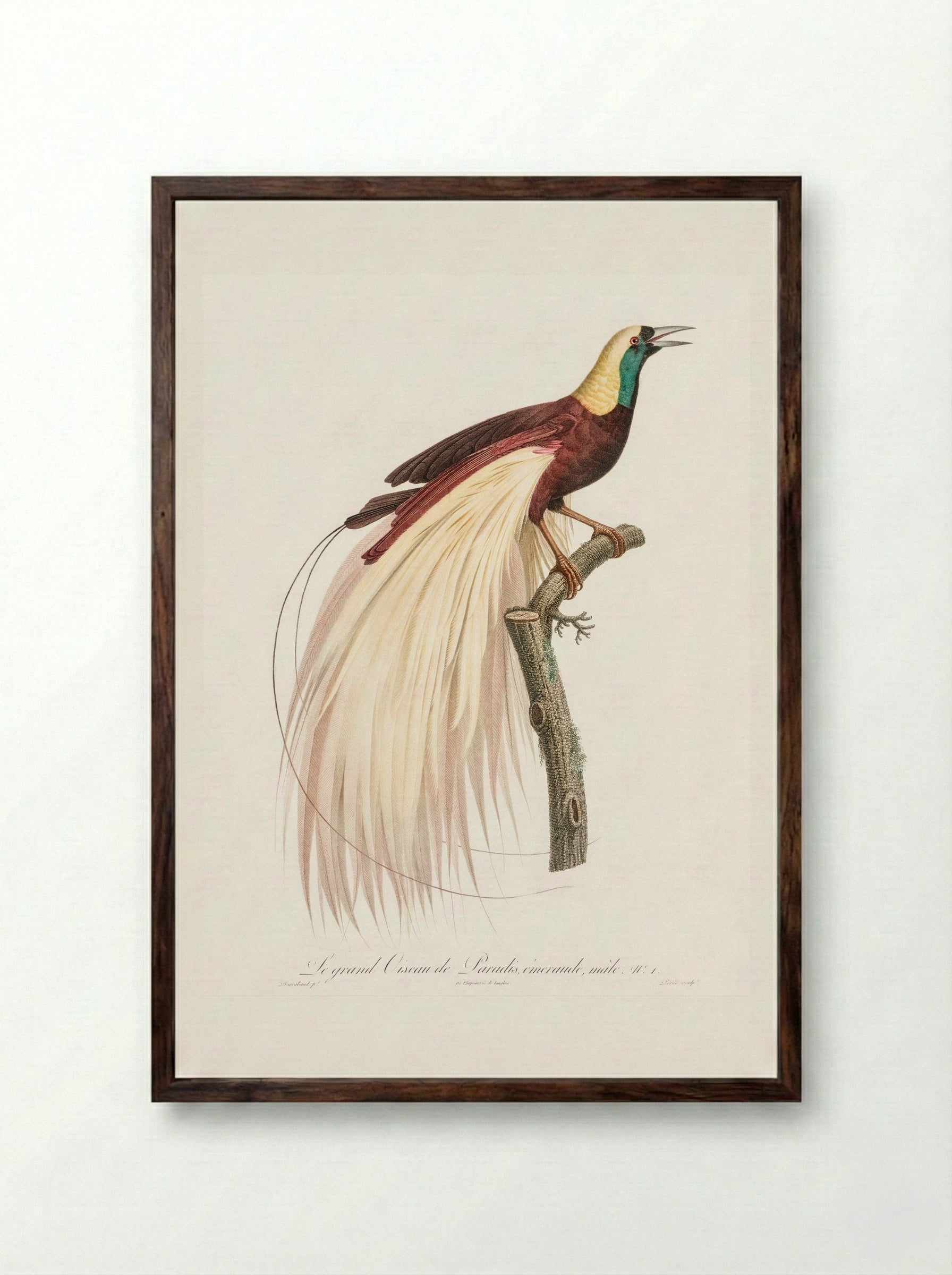 Emperor Bird-of-Paradise, Male - Jacques Barraband - Framed Print Dark Wood