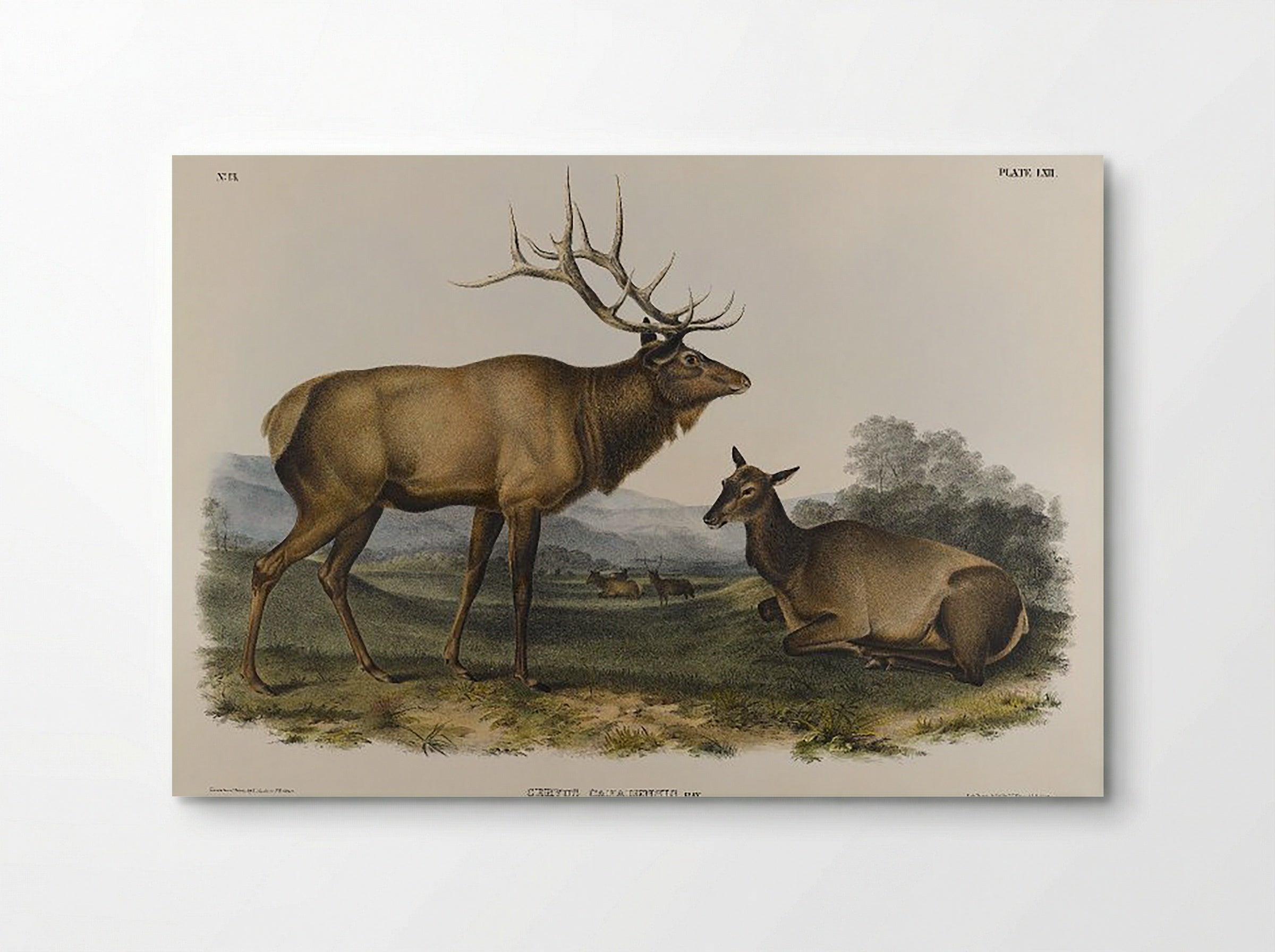 American Elk (Cervus Canadensis, Ray) - John James Audubon - Poster
