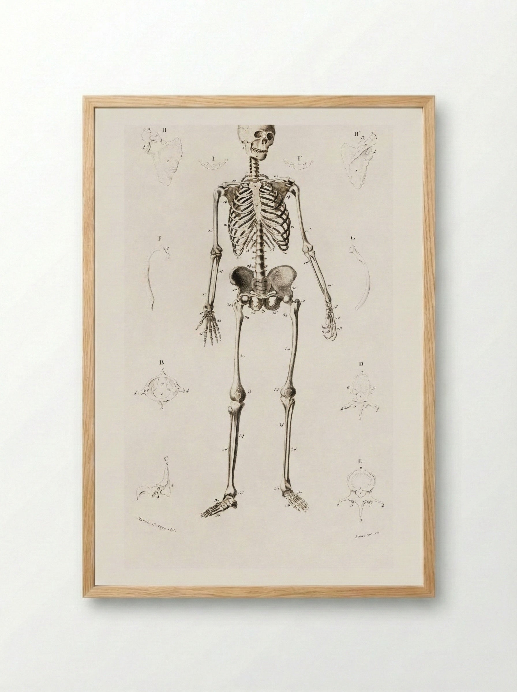 Human Skeleton - Charles Dessalines D'Orbigny - Framed Print Wood