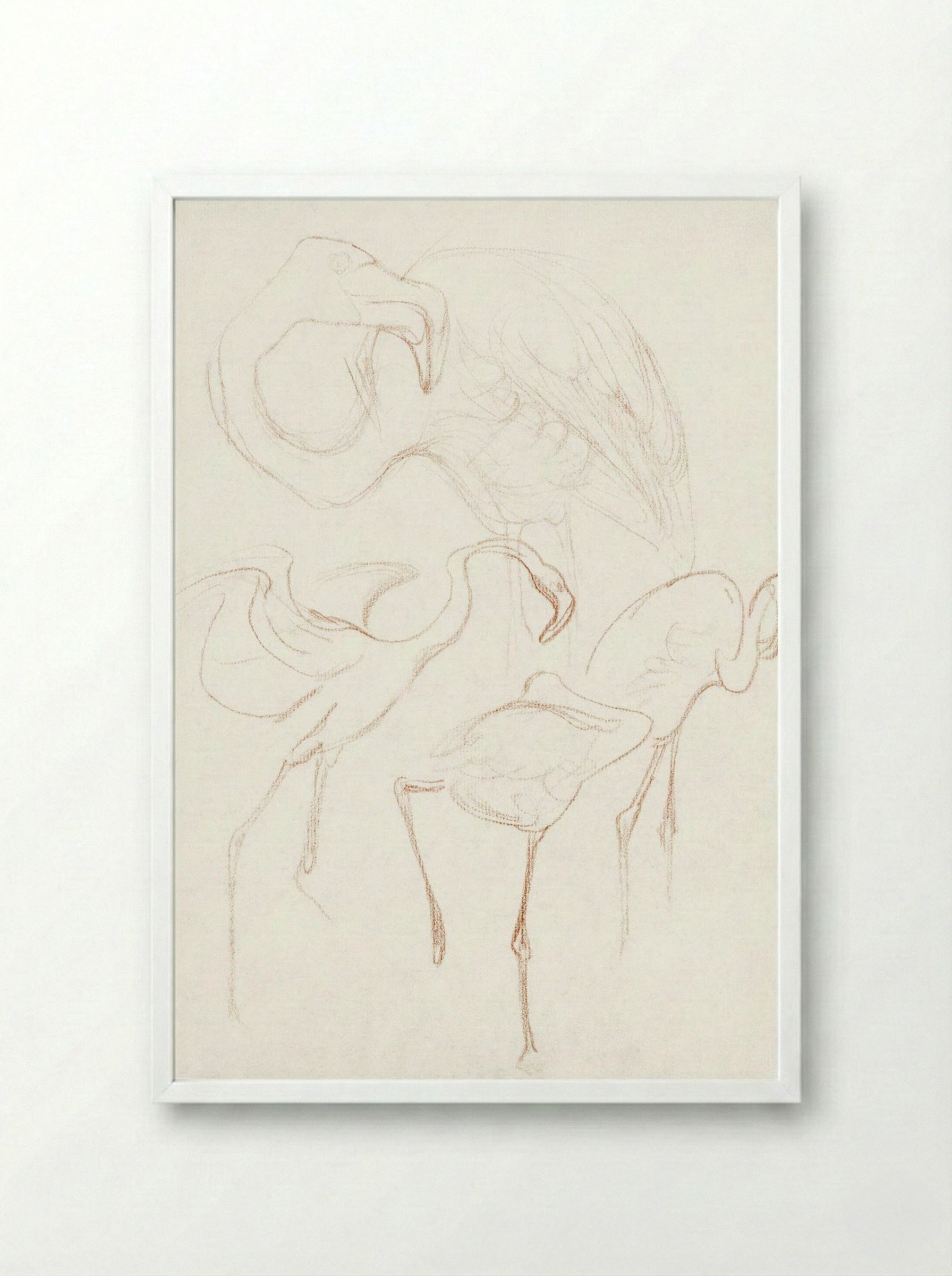Studies of Flamingos - Theo van Hoytema - Framed Print White