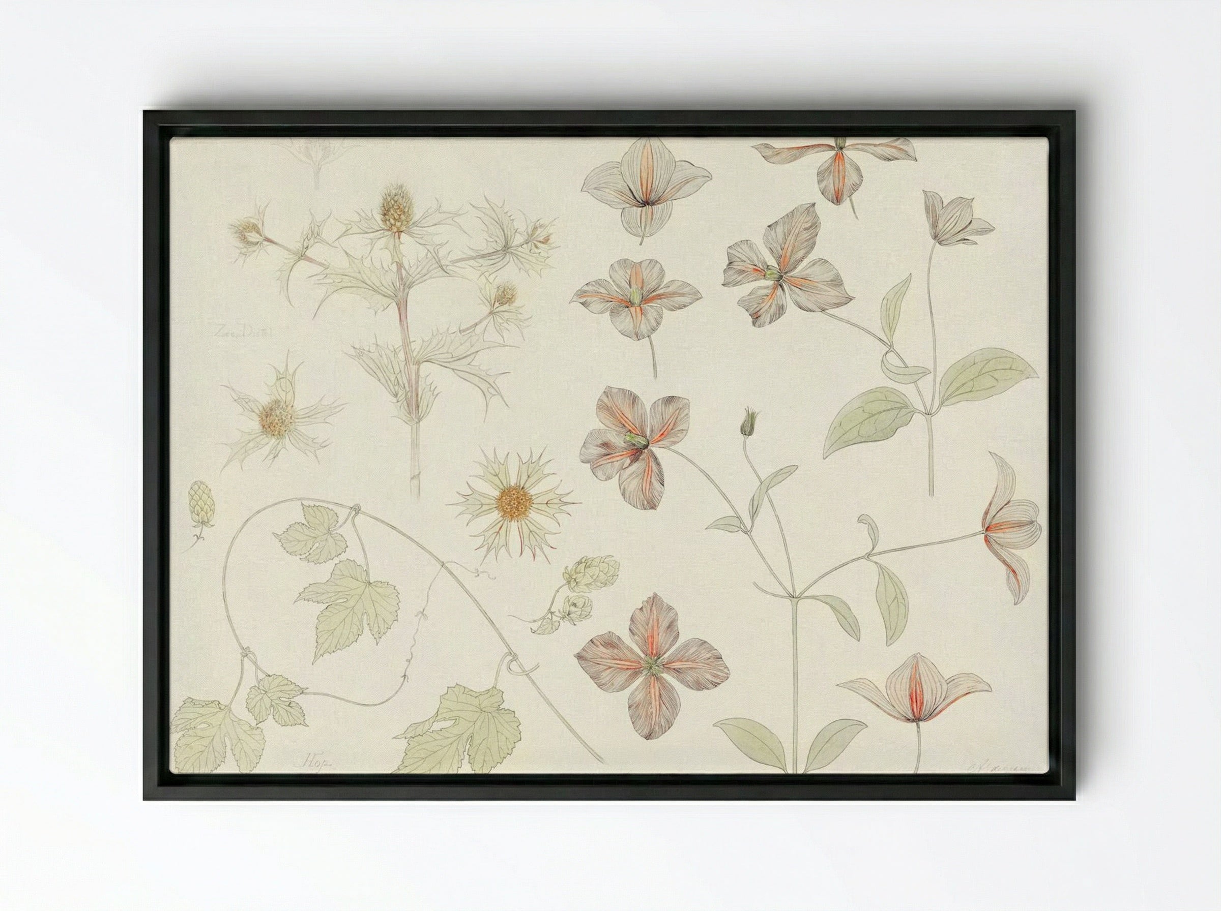 Study Sheet with Sea Thistle, Hop and Clematis - Julie de Graag - Framed Canvas Black