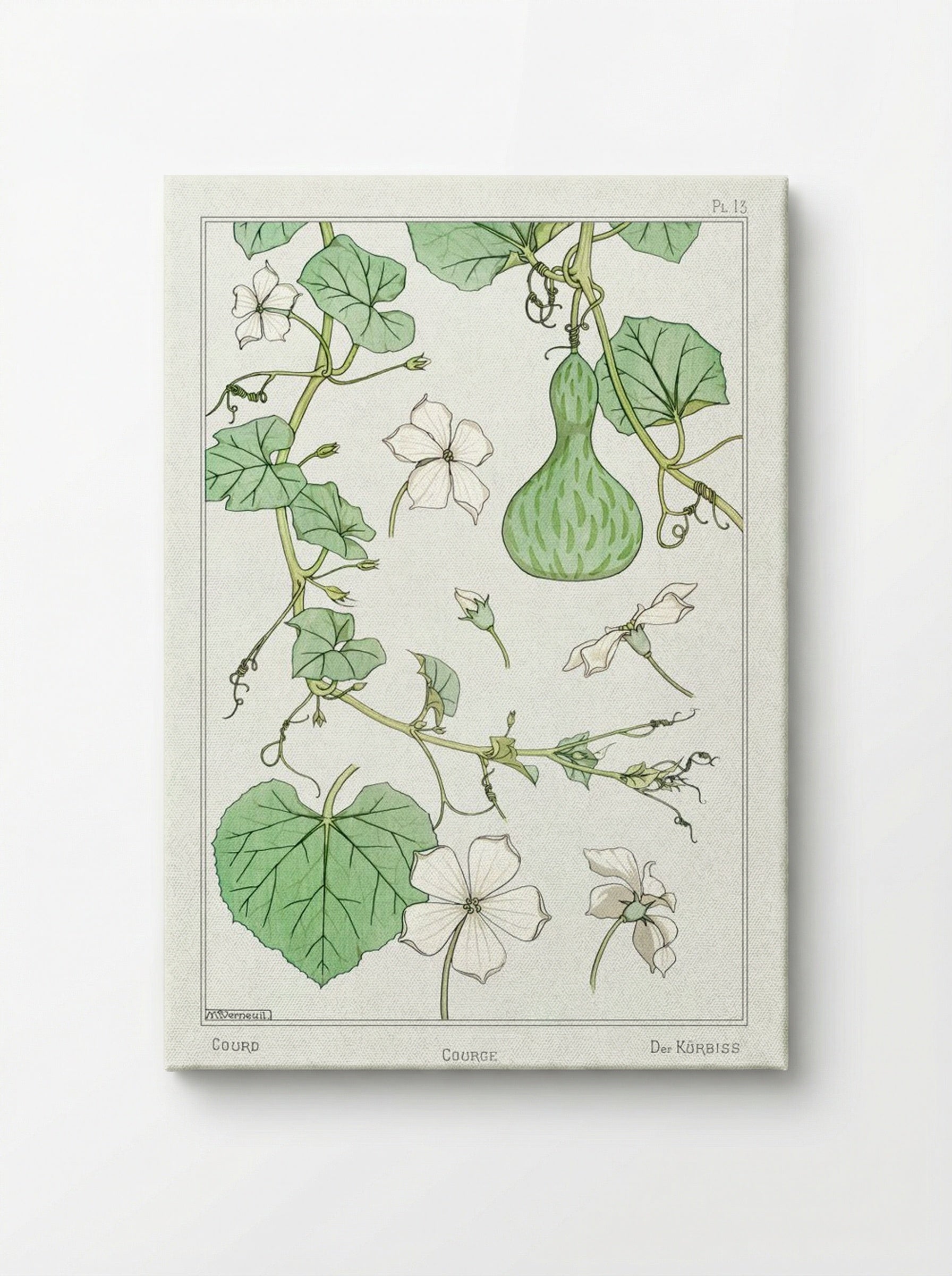 Courge (White-Flowered Gourd) - Maurice Pillard Verneuil - Canvas