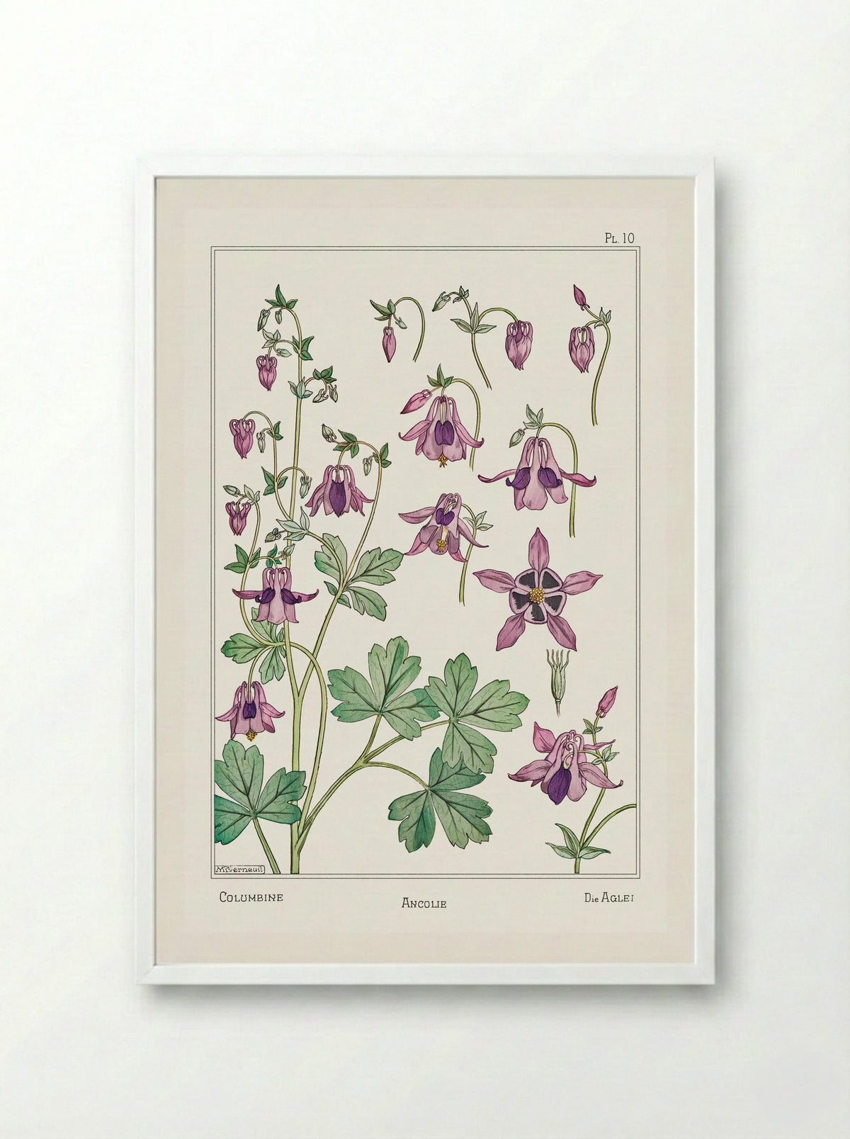 Ancolie (Columbine) from La Plante et ses Applications ornementales - Maurice Pillard Verneuil - Framed Print White