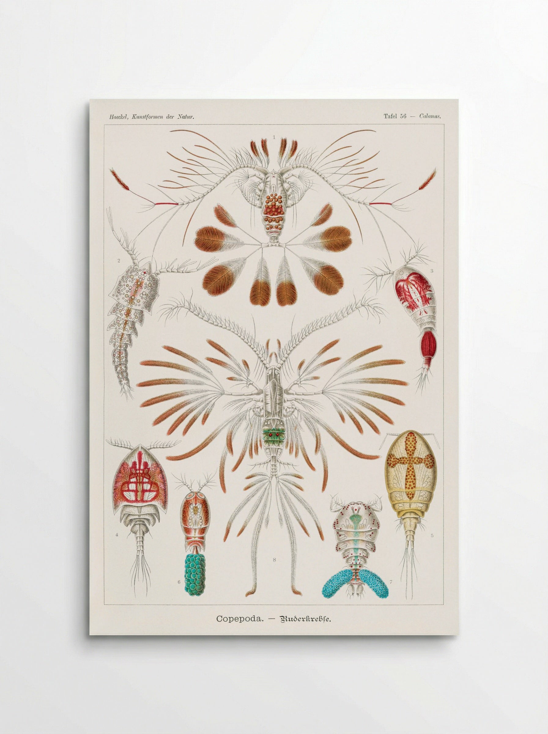 Copepoda-Ruderkrebse (1904) - Ernst Haeckel - Poster