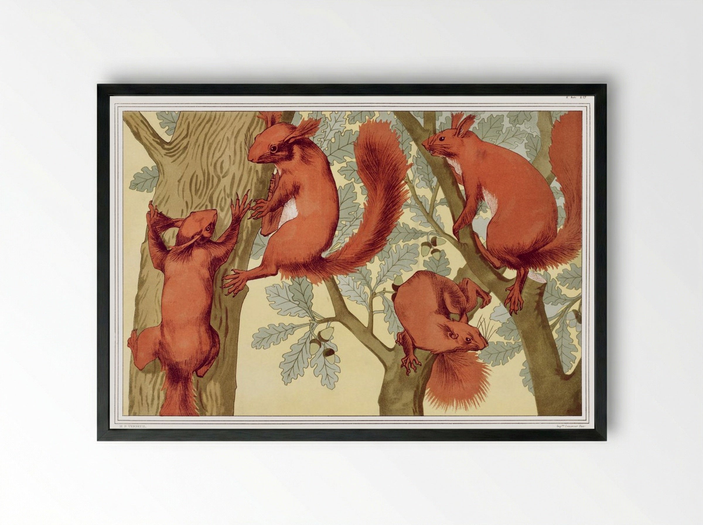 Écureuils (Squirrels) from L'animal dans la décoration - Maurice Pillard Verneuil - Framed Print Black