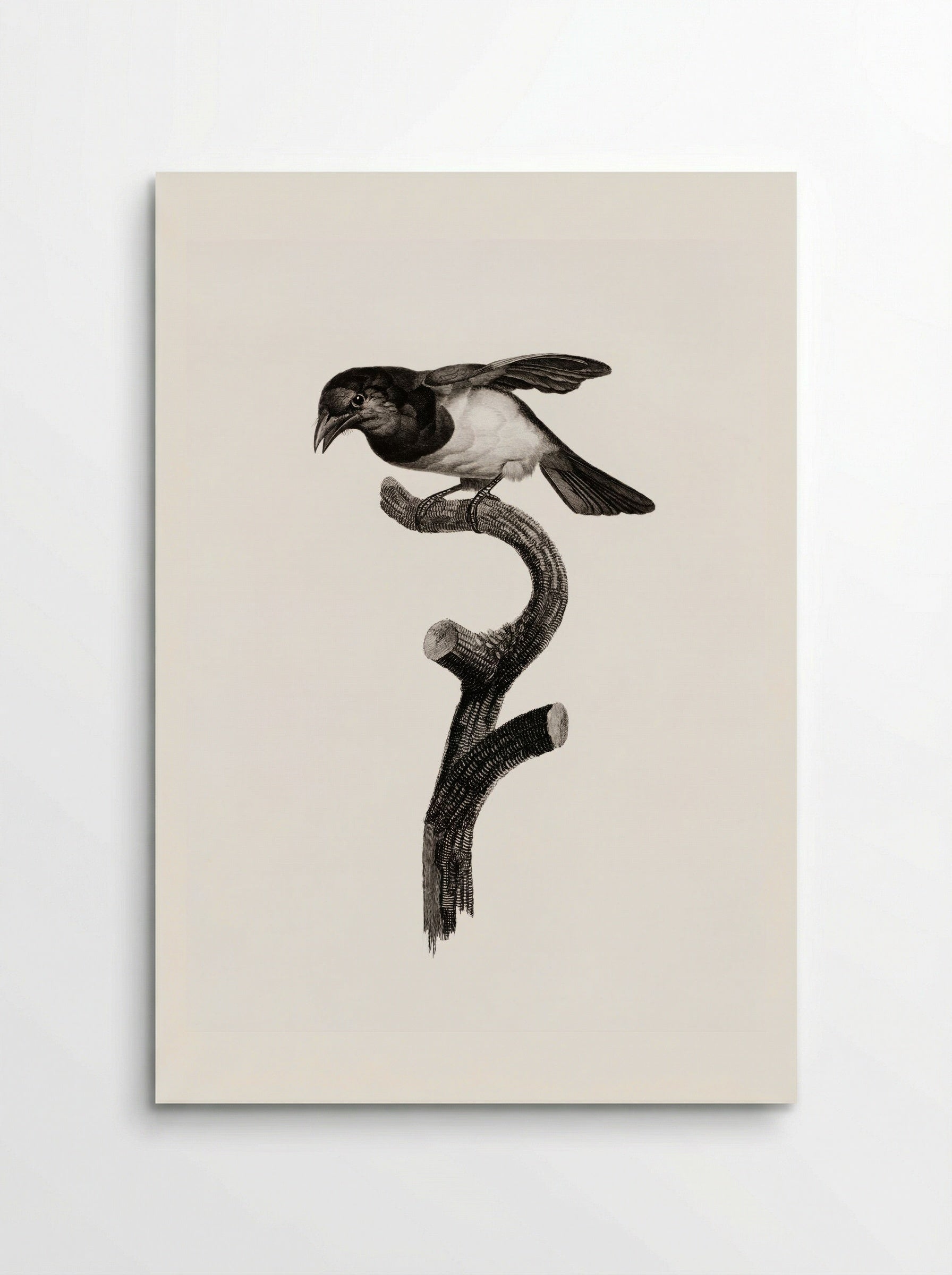 Black Barbet - Jacques Barraband - Poster