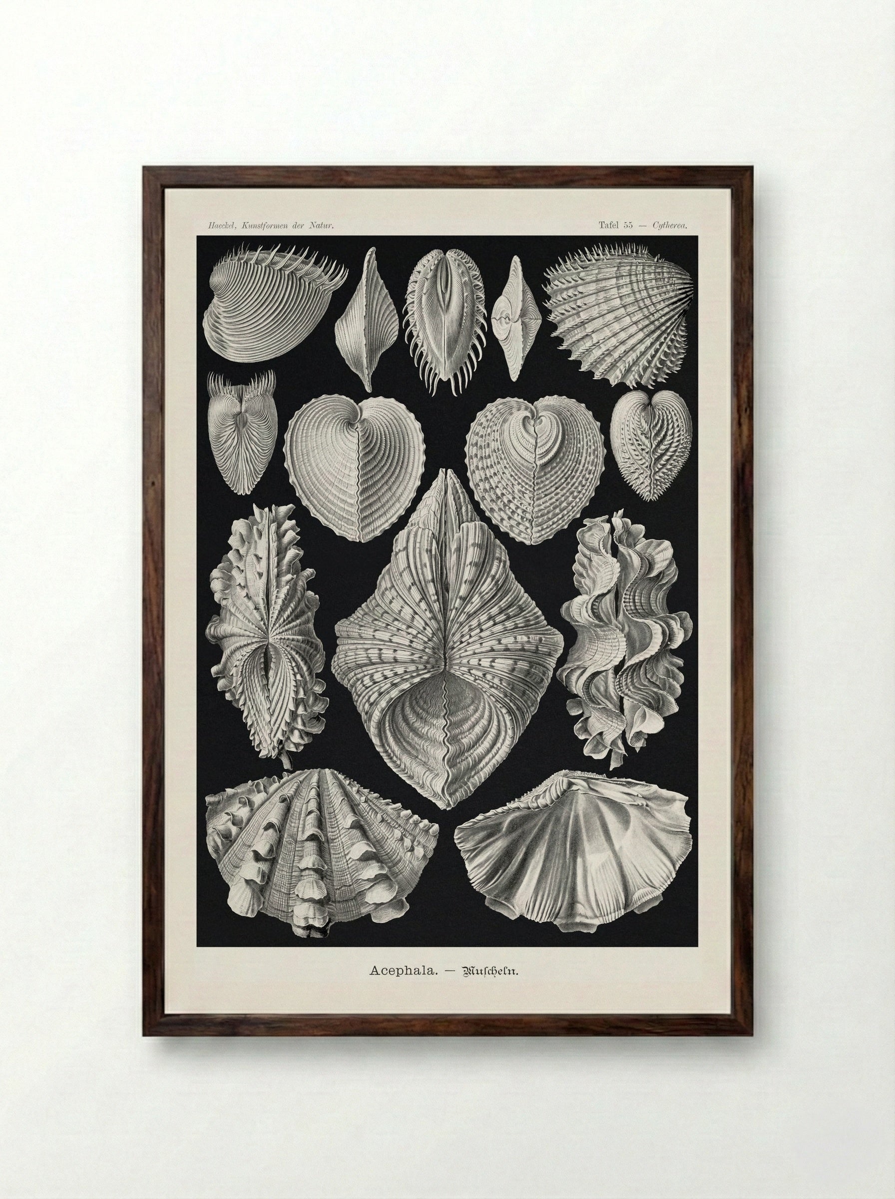 Acephala-Muscheln (1904) - Ernst Haeckel - Framed Print Dark Wood