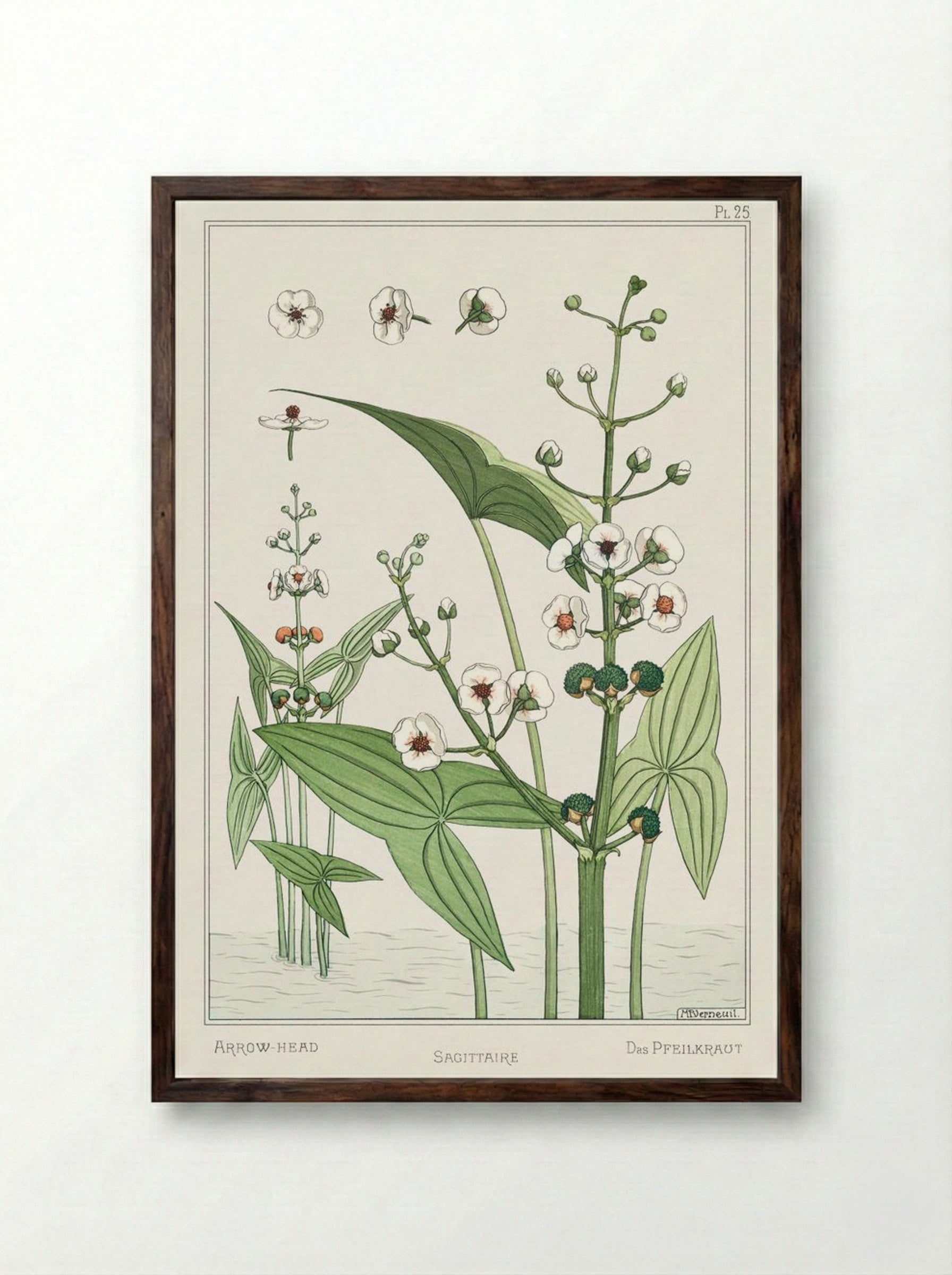 Sagittaire (Arrowhead) from La Plante et ses Applications ornementales - Maurice Pillard Verneuil - Framed Print Dark Wood