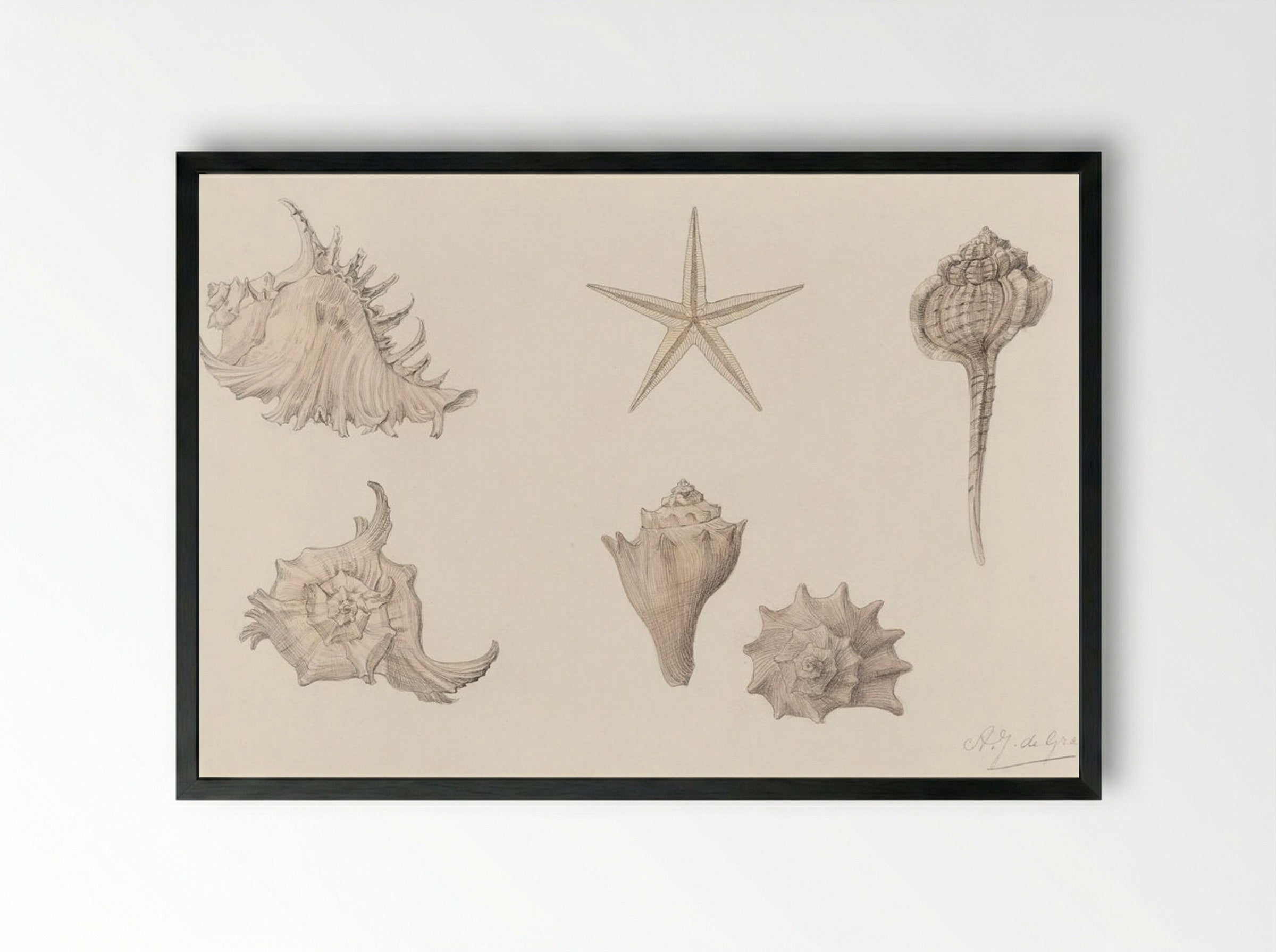 Shells - Julie de Graag - Framed Print Black