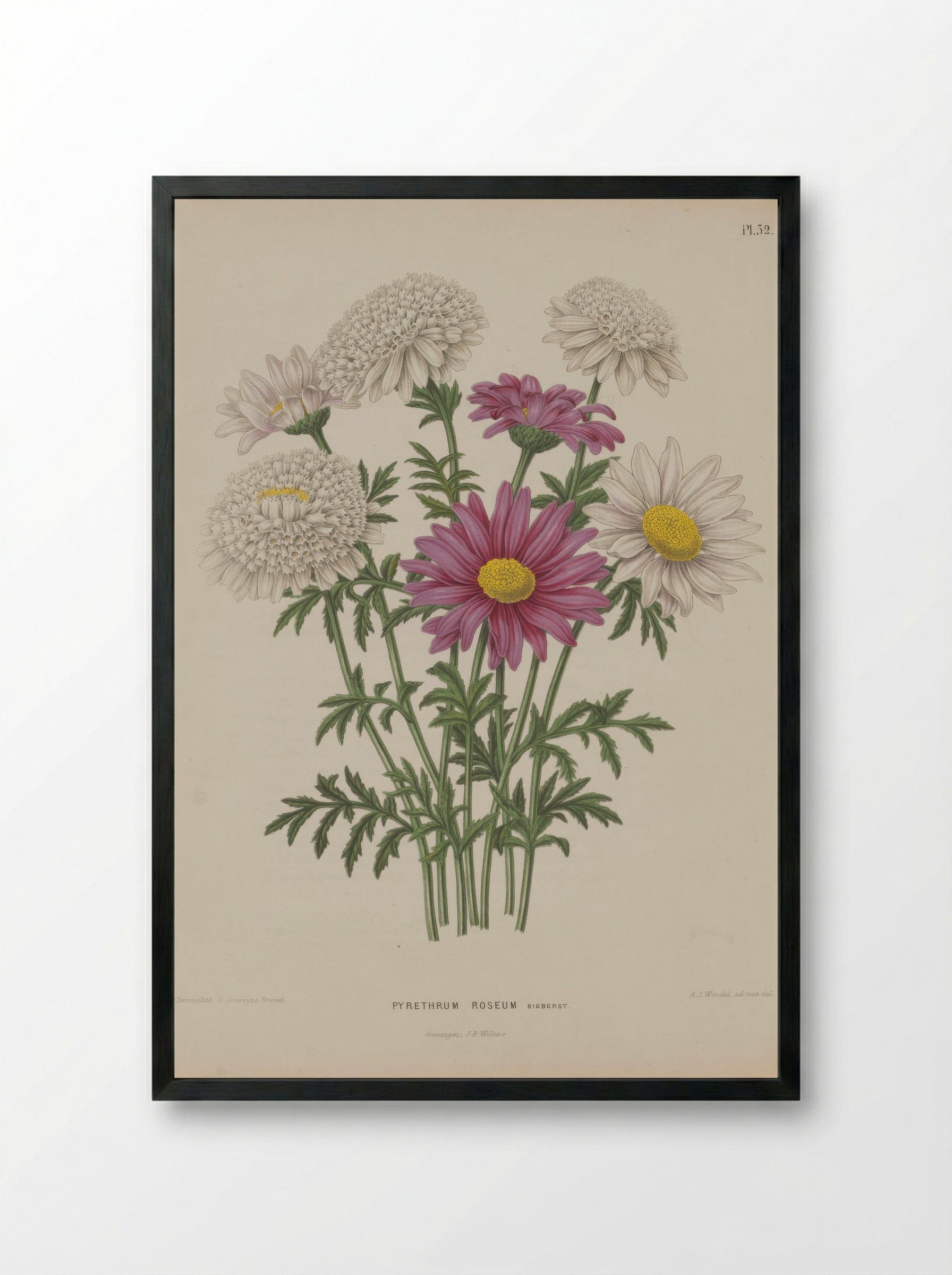 Chrysanthemum Coccineum Willd. - A. J. Wendel - Framed Print Black